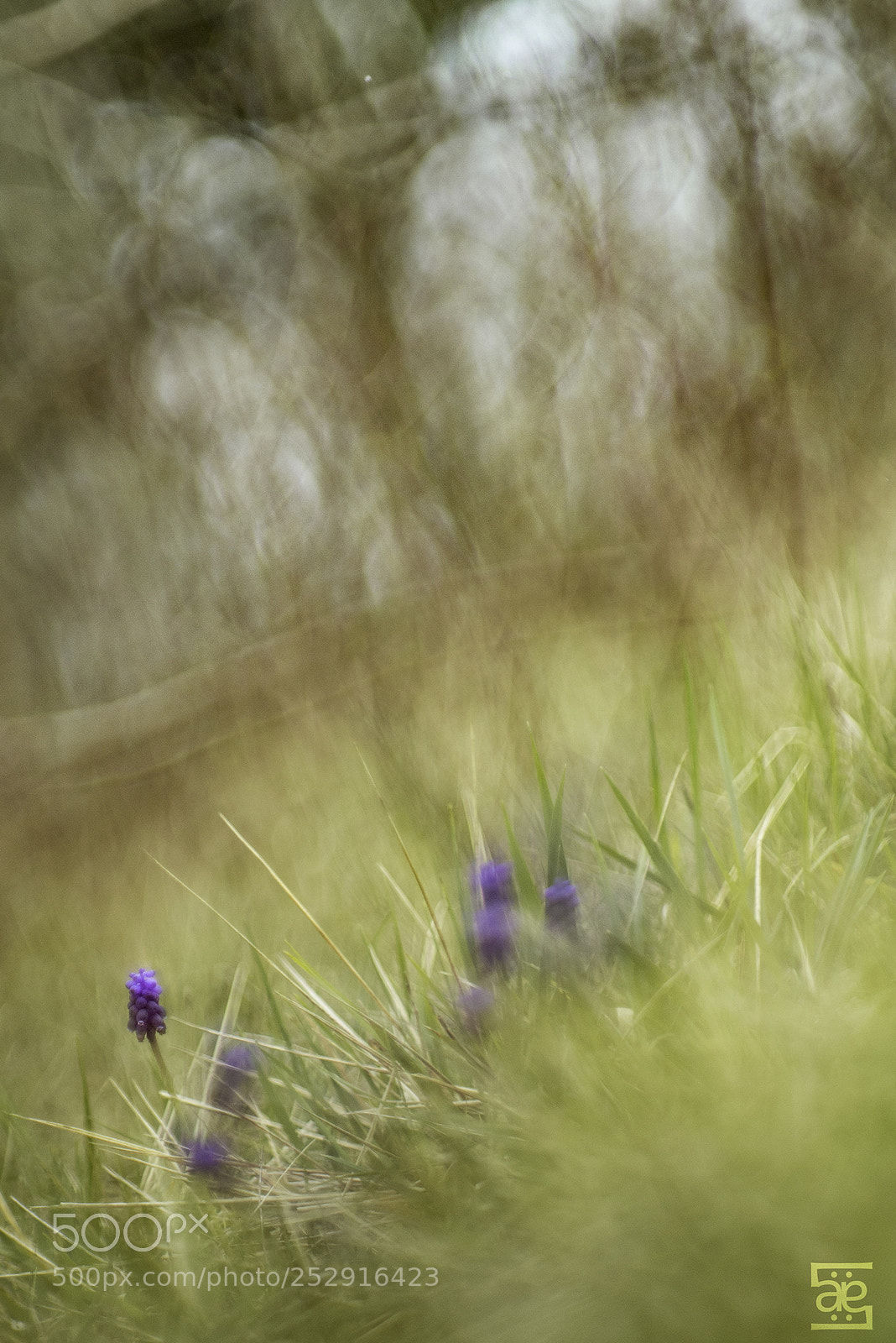 Nikon D610 sample photo. Muscari photography