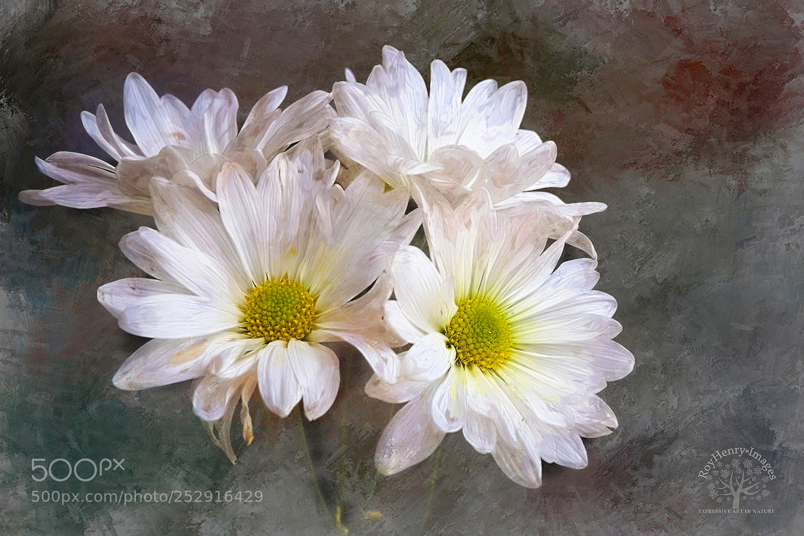 Canon EOS 5D Mark II sample photo. White daisies photography