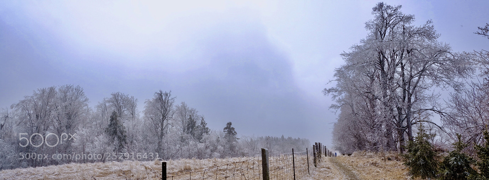 Fujifilm GFX 50S sample photo. 漫天風雪中丶銀裝素裹下的加拿大安大略省hockley valley province park photography