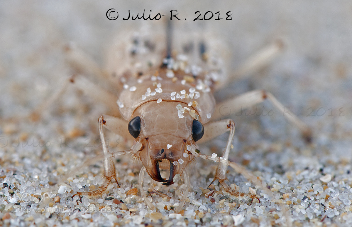Nikon D300S sample photo. "eurynebria complanata" photography