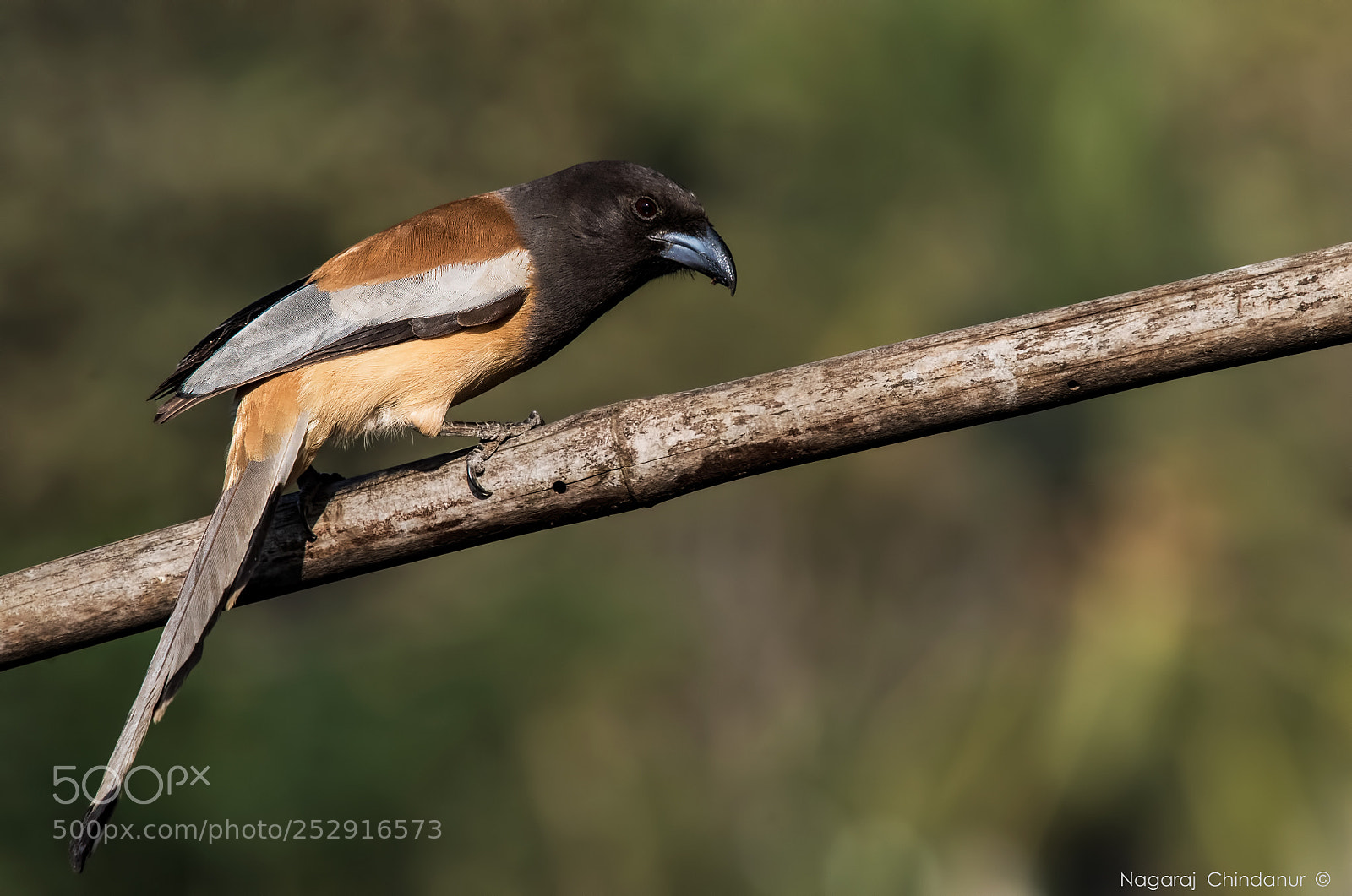 Nikon D5 sample photo. Rufous treepie photography