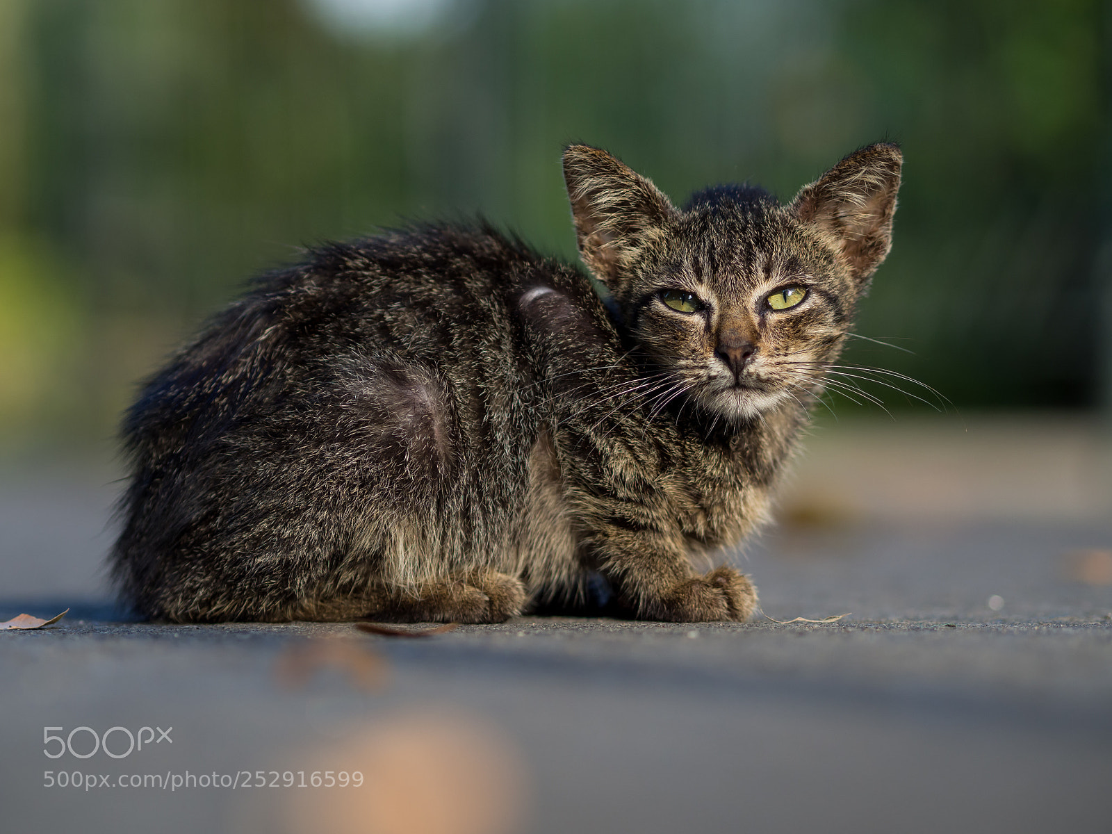 Olympus OM-D E-M10 II sample photo. A young street cat photography