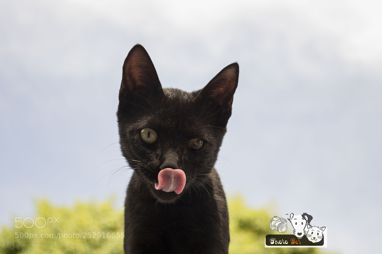 Nikon D3100 sample photo. Gato preto photography