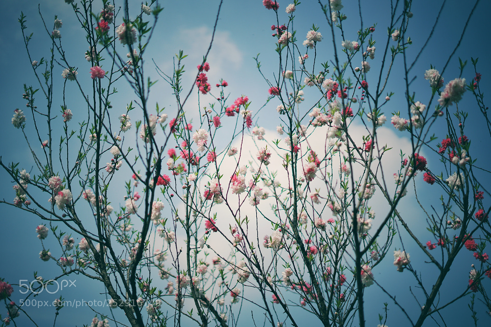 Sony a7R II sample photo. Untitled photography
