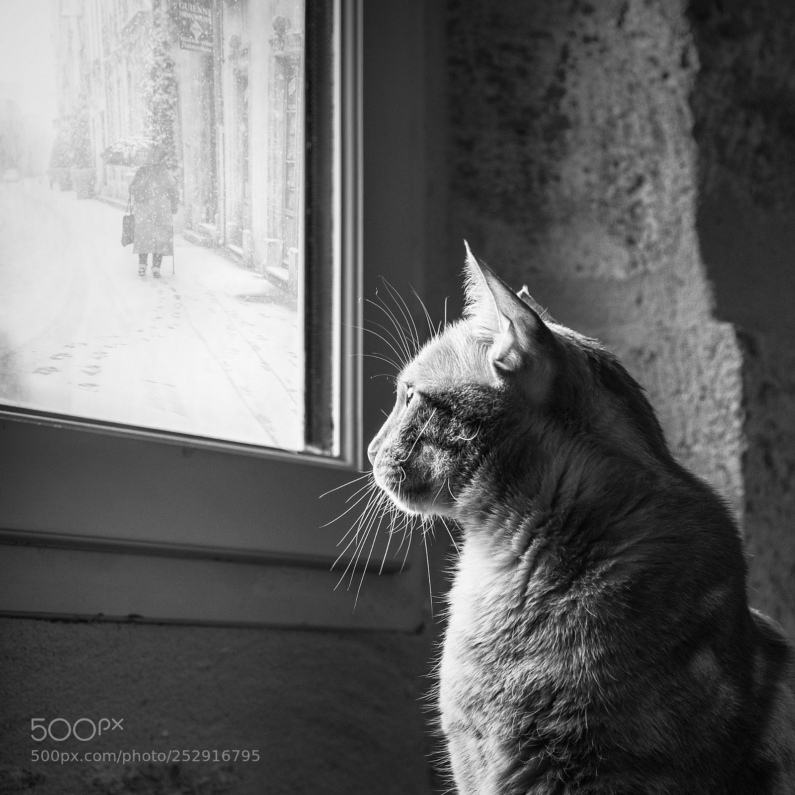 Fujifilm X-T20 sample photo. Le chat qui aimait photography