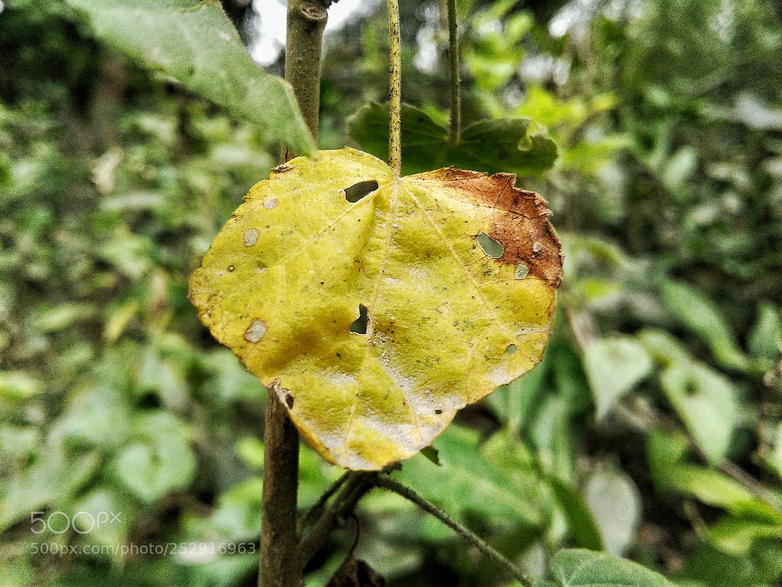 Samsung Galaxy J2 sample photo. Untitled photography