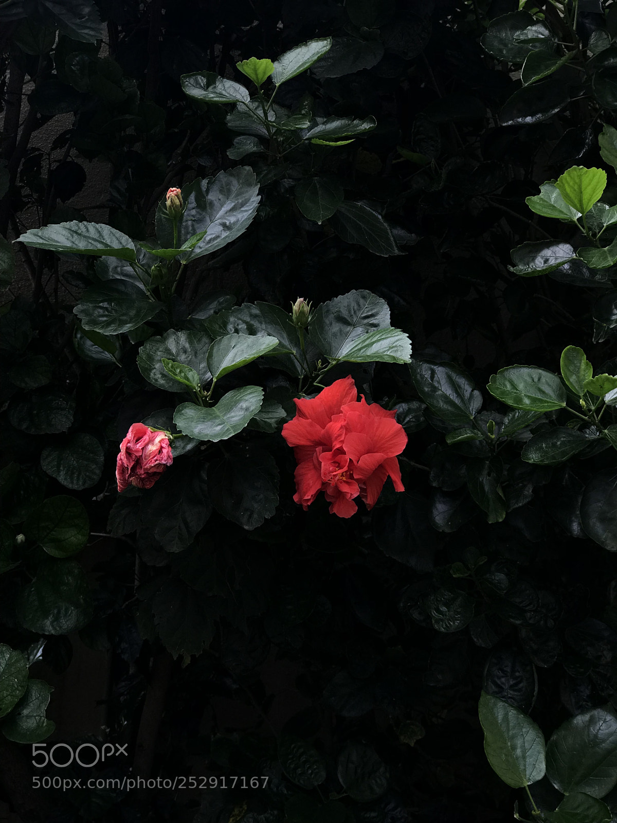 Apple iPhone 7 Plus sample photo. Red photography