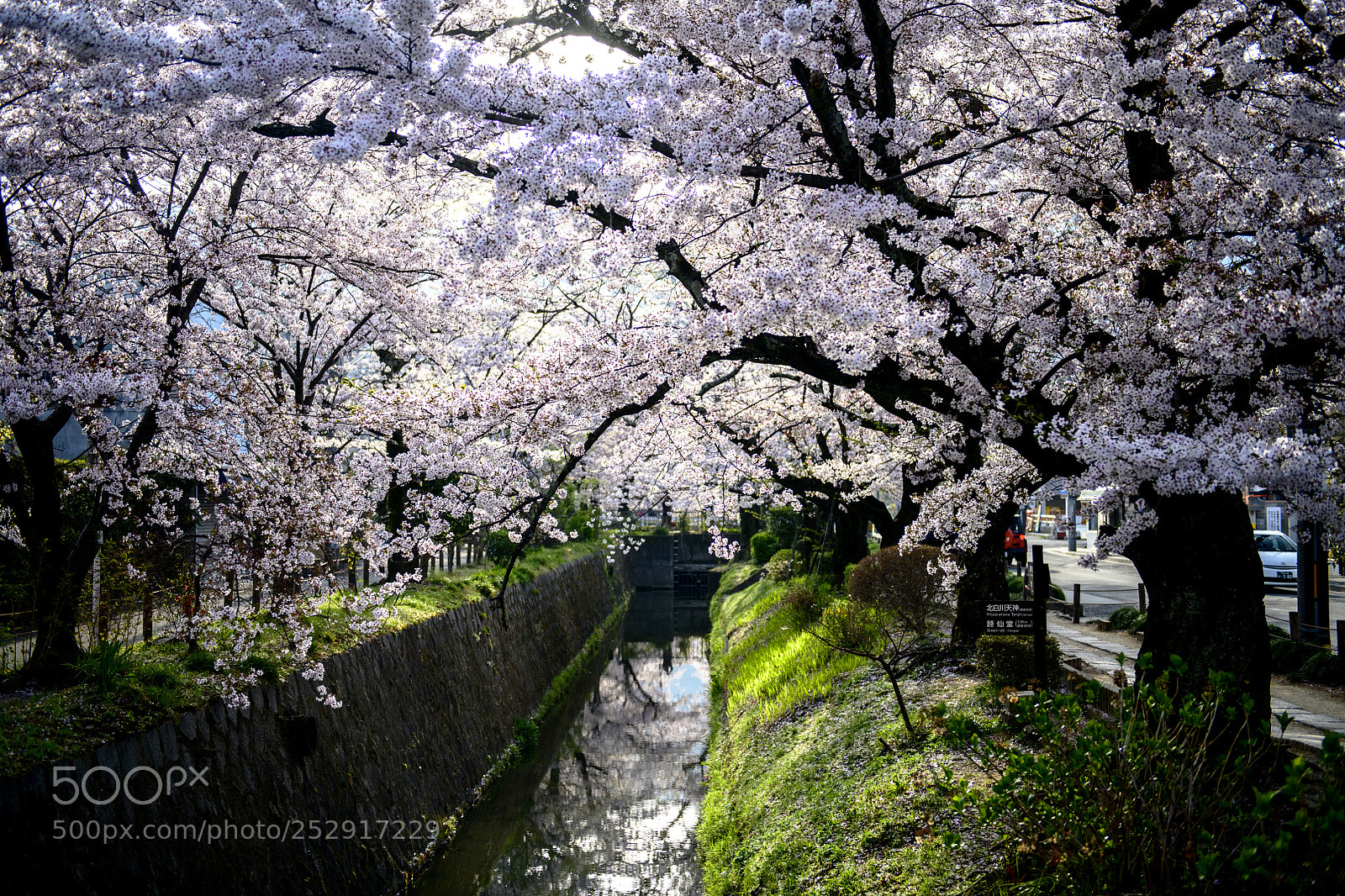 Nikon D850 sample photo. Philosopher's walk (哲学の道) photography