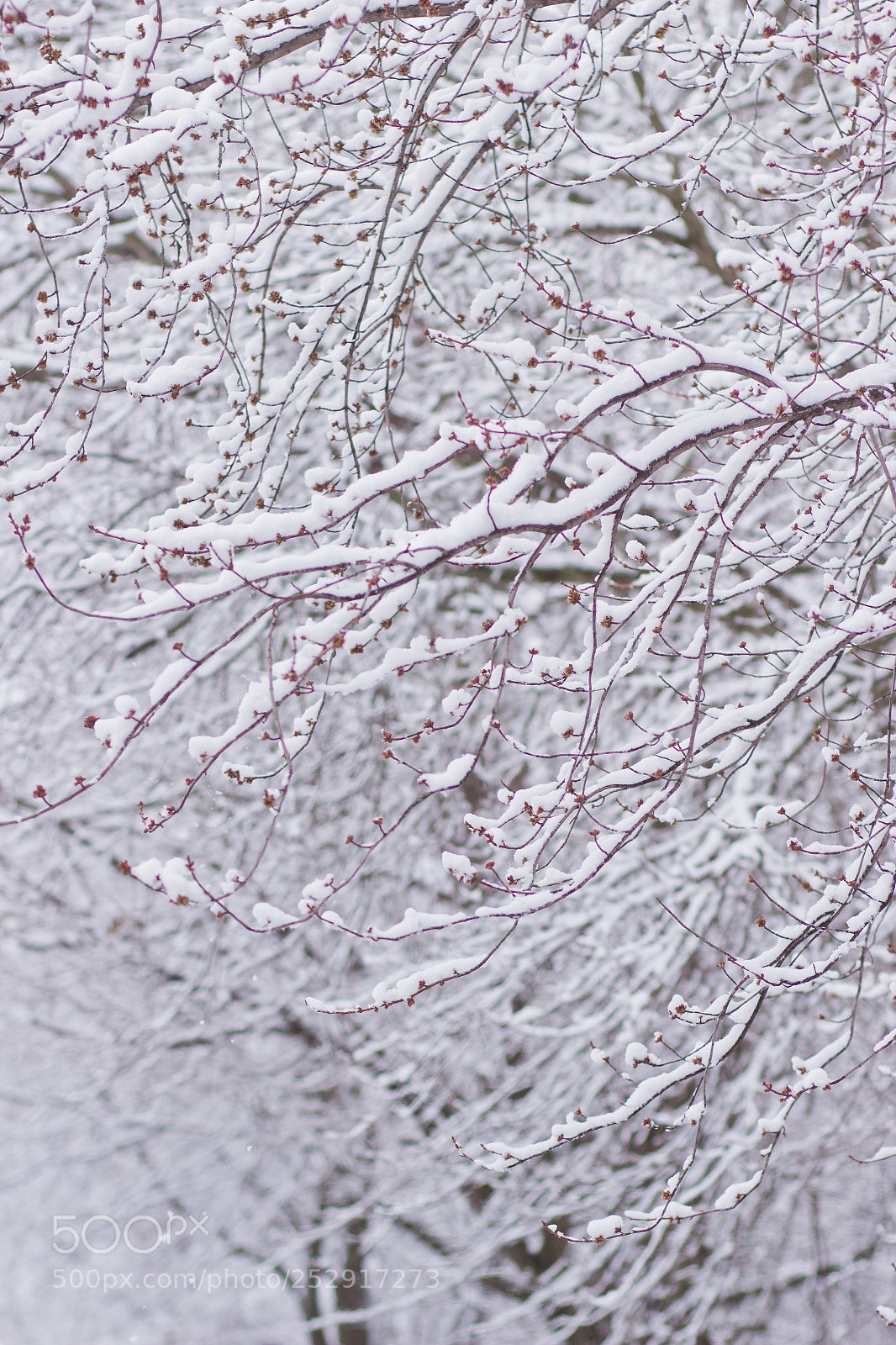 Canon EOS 600D (Rebel EOS T3i / EOS Kiss X5) sample photo. Snowy april buds photography