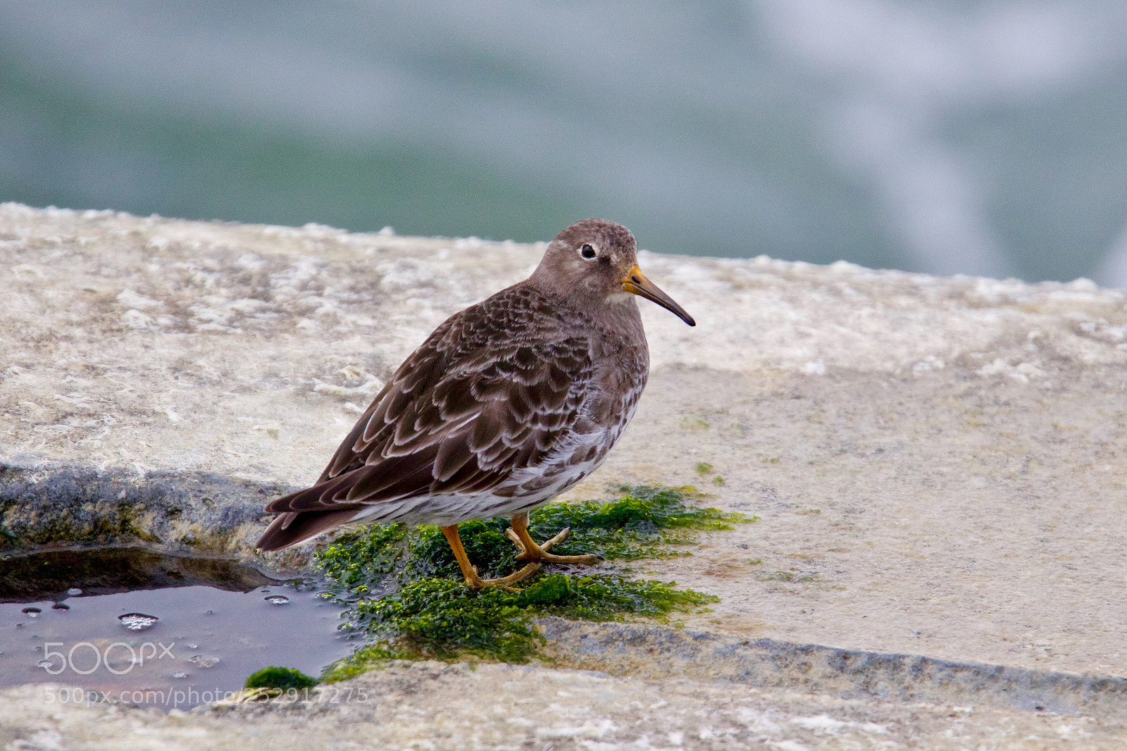 Canon EOS 7D Mark II sample photo. Purple sandpiper - paarse photography