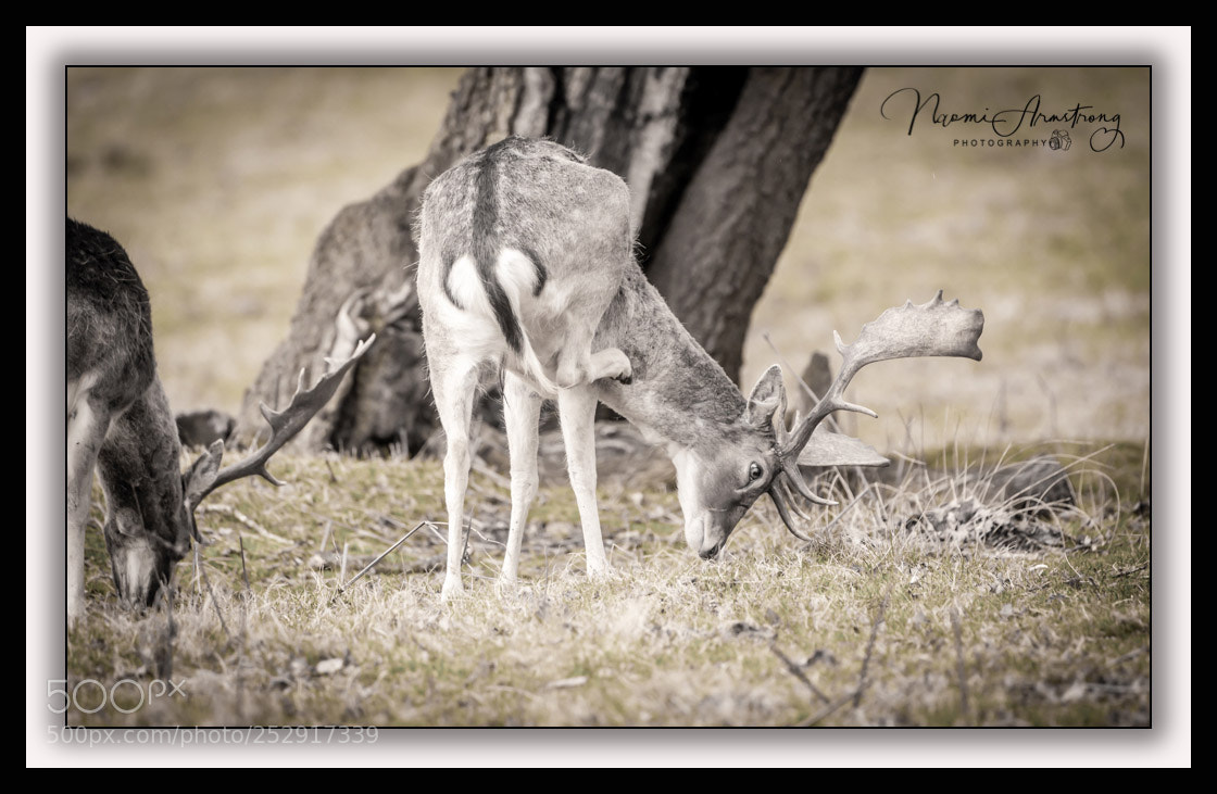 Nikon D800 sample photo. Graze photography