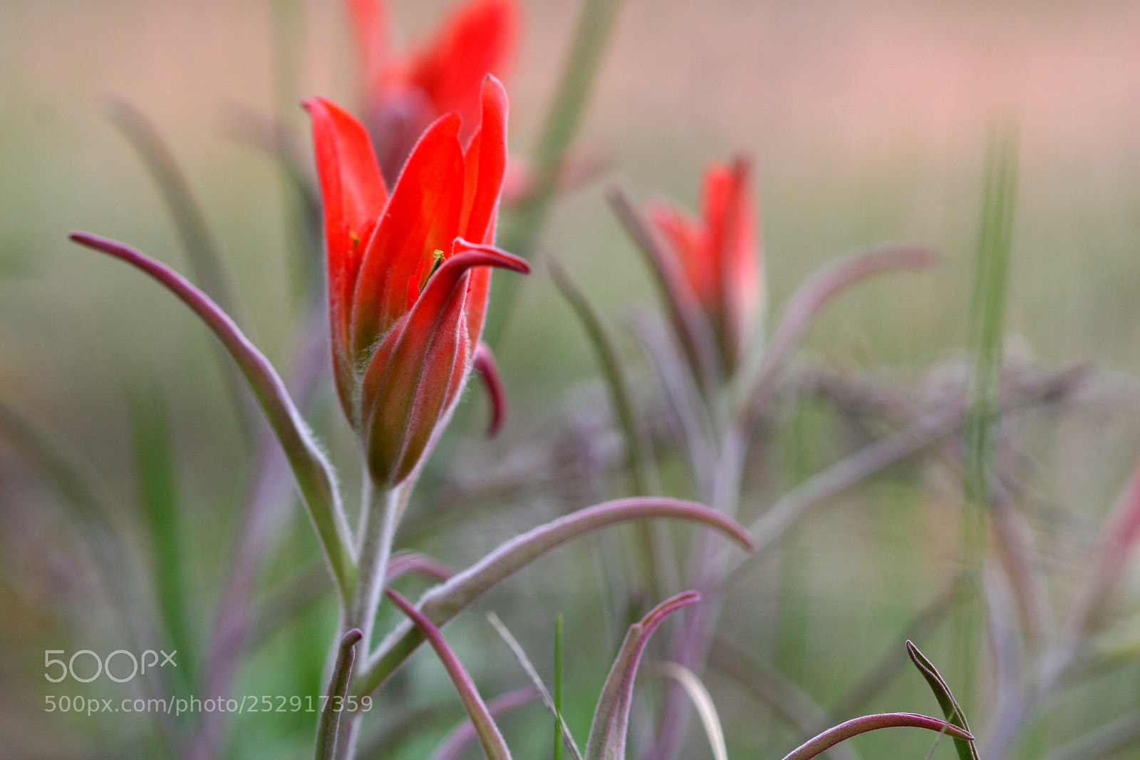 Canon EOS 20D sample photo. Indian paintbrush flower outside photography