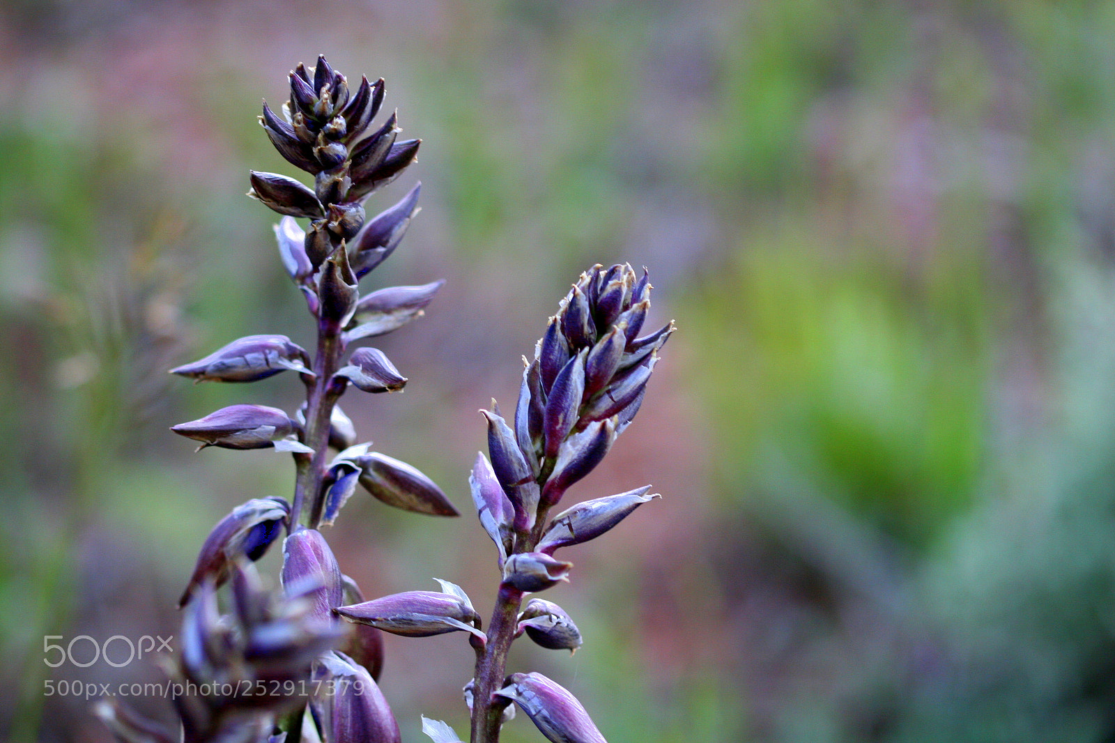 Canon EOS 20D sample photo. Purple yucca photography