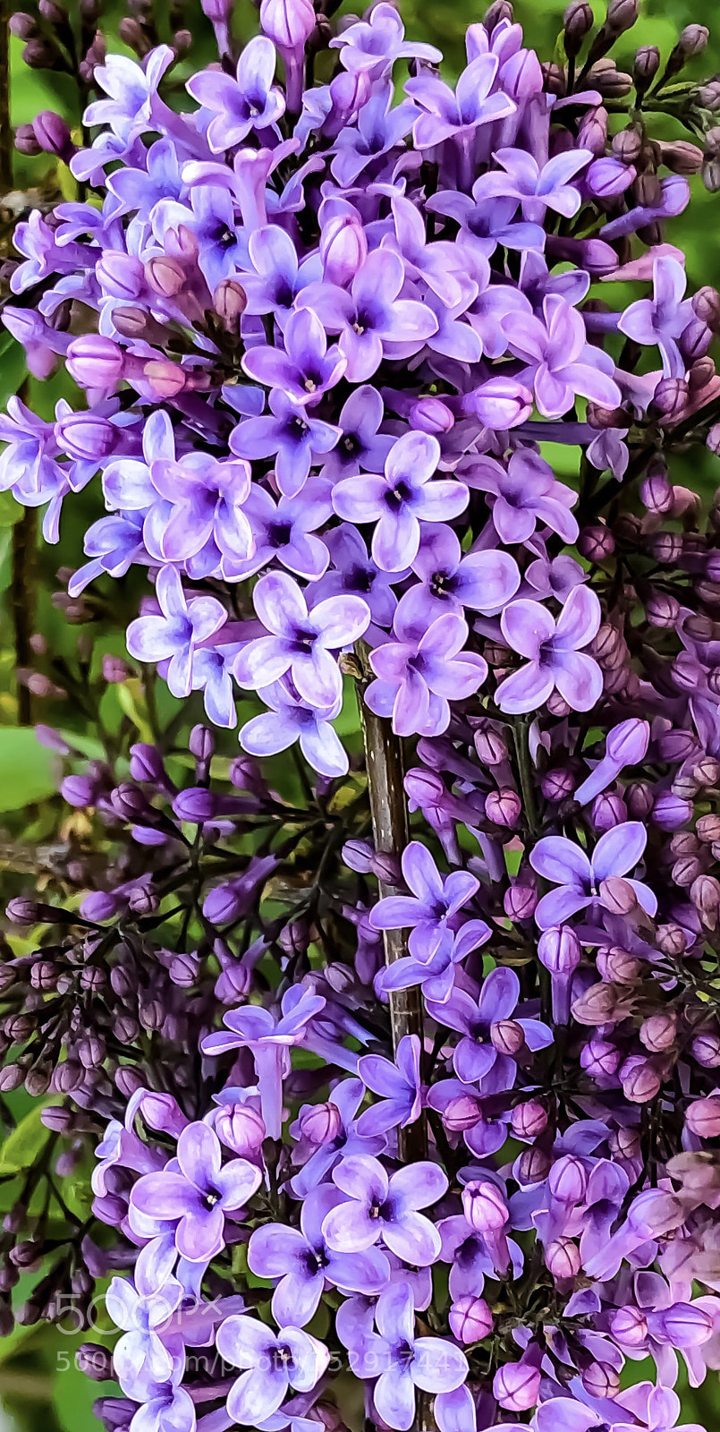 Apple iPhone X sample photo. Untitled photography