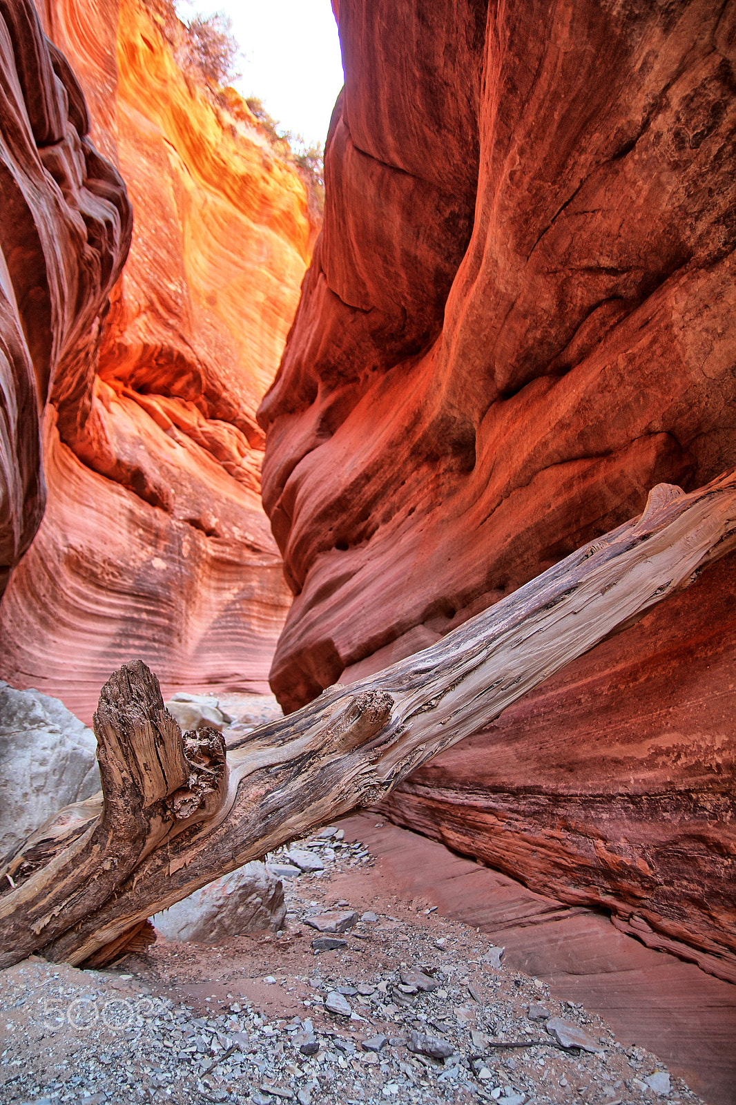 Canon EOS 7D + Tamron SP AF 17-50mm F2.8 XR Di II LD Aspherical (IF) sample photo. Log peek a boo slot canyon photography