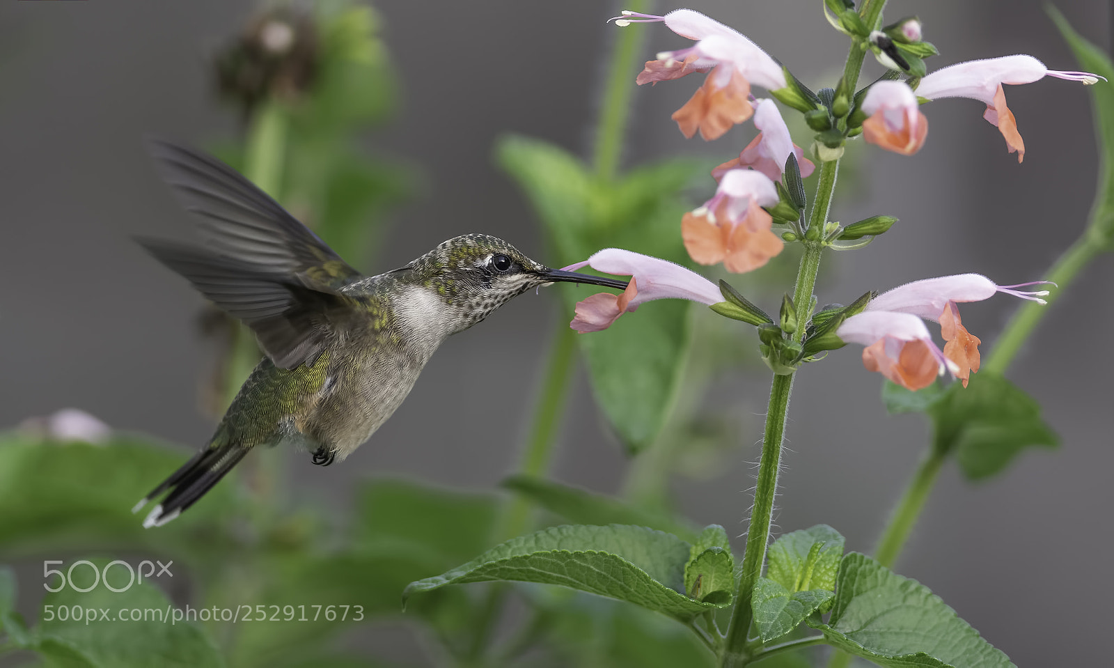 Nikon D7100 sample photo. Coral sage and friend photography