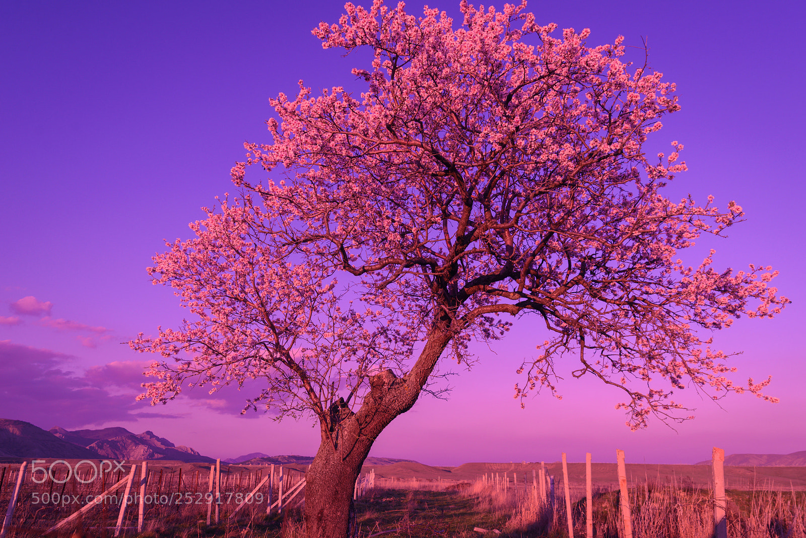 Nikon D610 sample photo. Blooming tree in spring photography