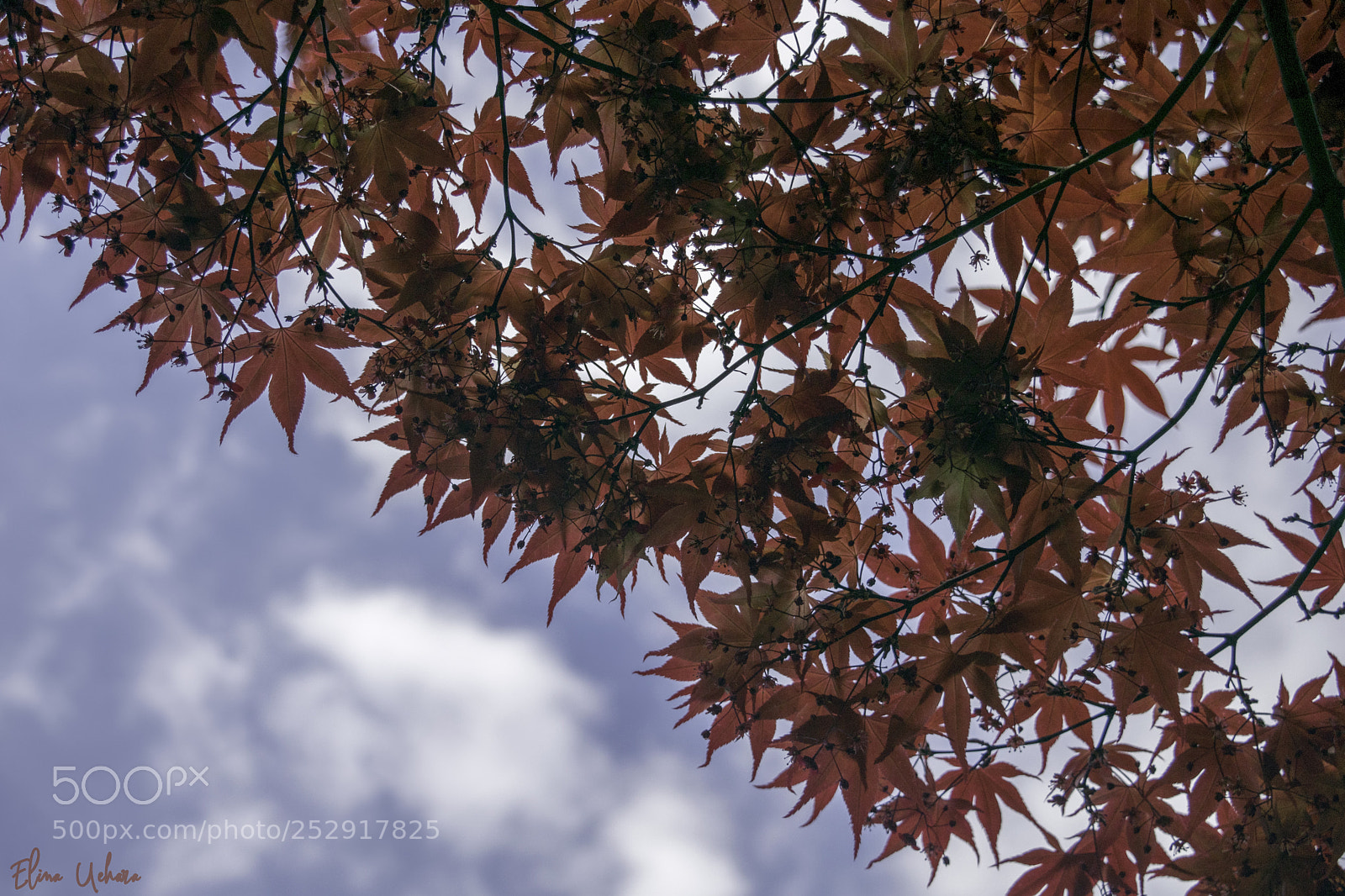 Nikon D5300 sample photo. Kiyosumi photography