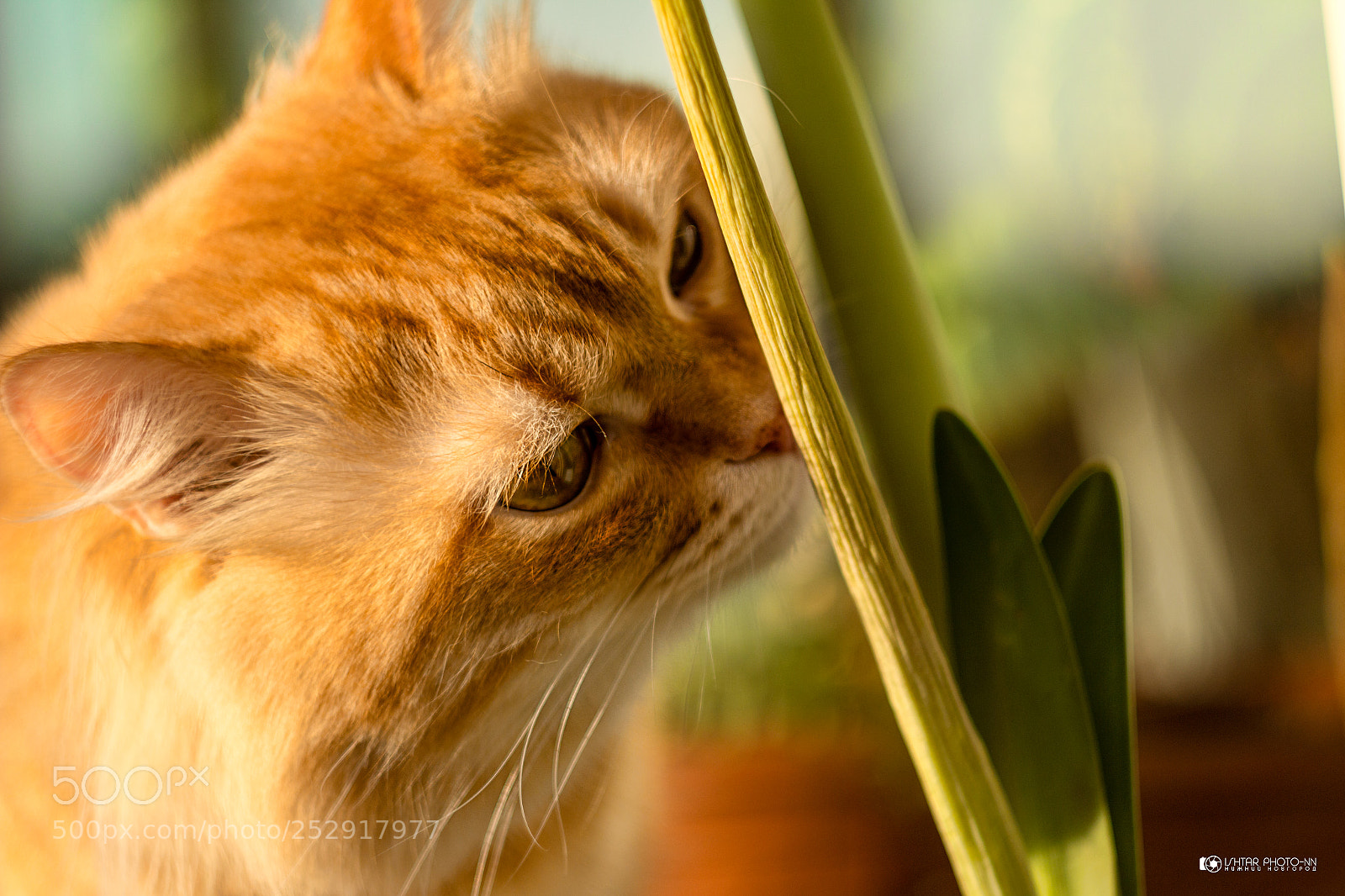 Canon EOS 70D sample photo. Red spring cat photography