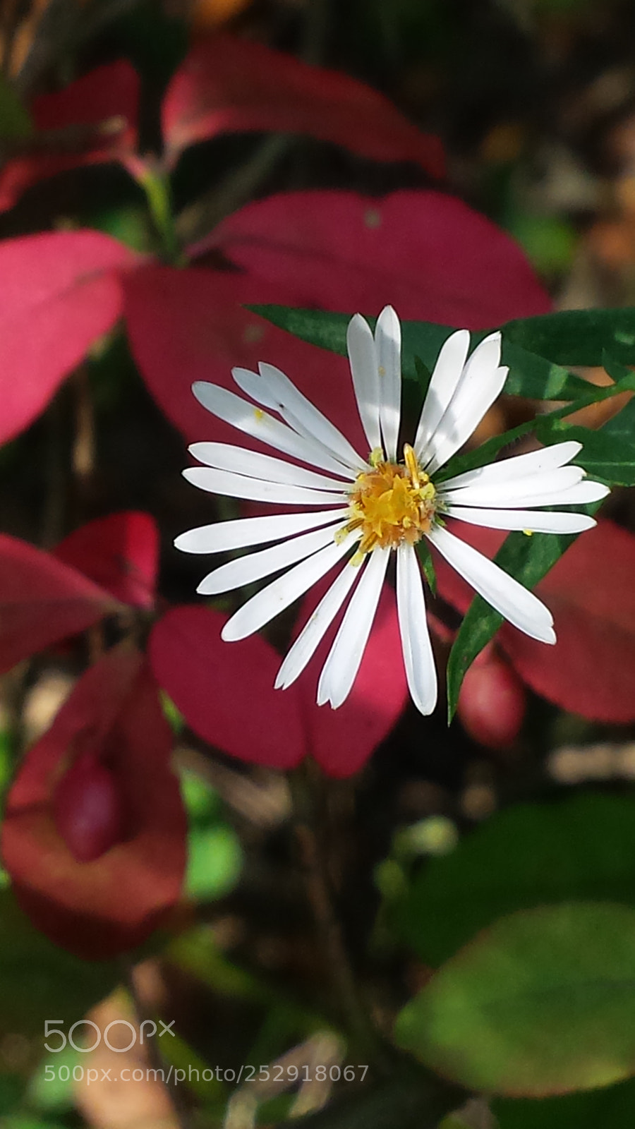 Samsung Galaxy S4 sample photo. 20161017_090407.jpg photography