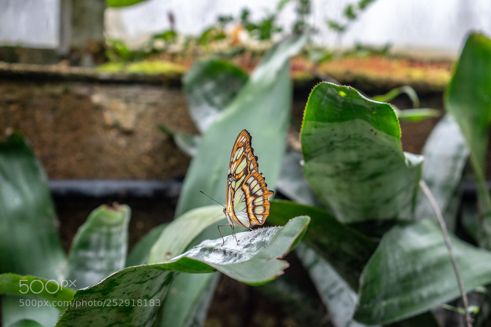 Nikon D3400 sample photo. Lovely butterfly photography