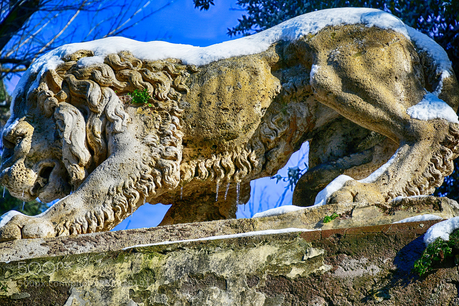 Nikon D500 sample photo. Stone lion with snow photography