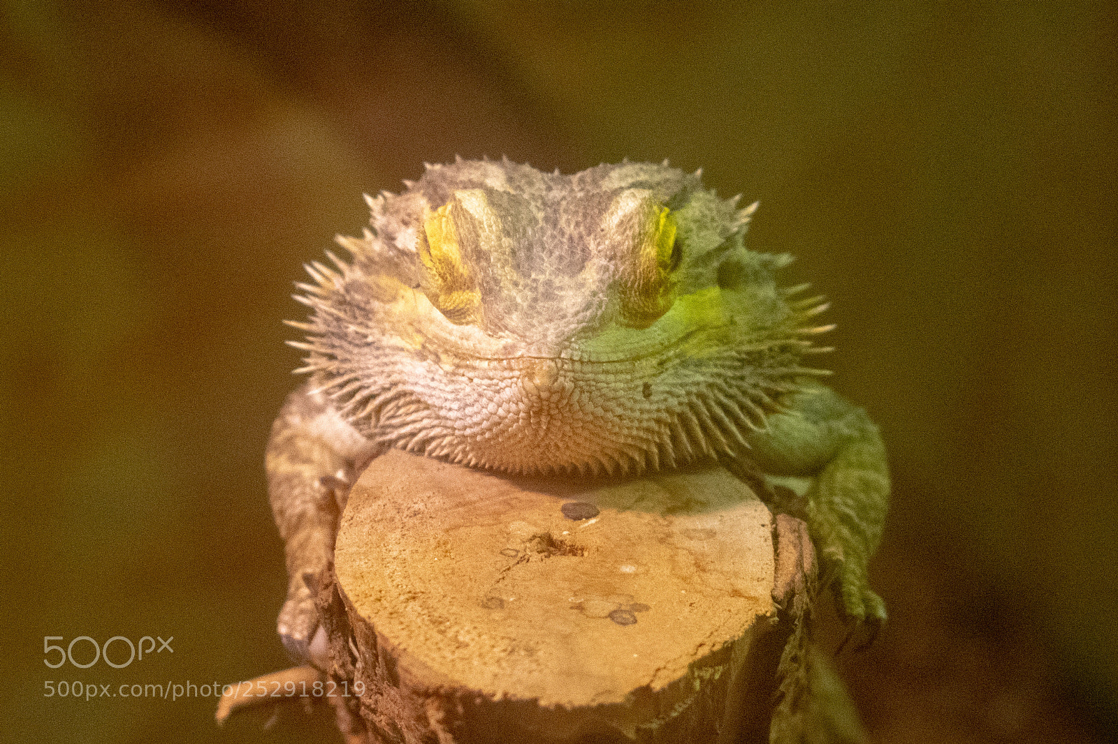 Nikon D3400 sample photo. Smirking lizard photography