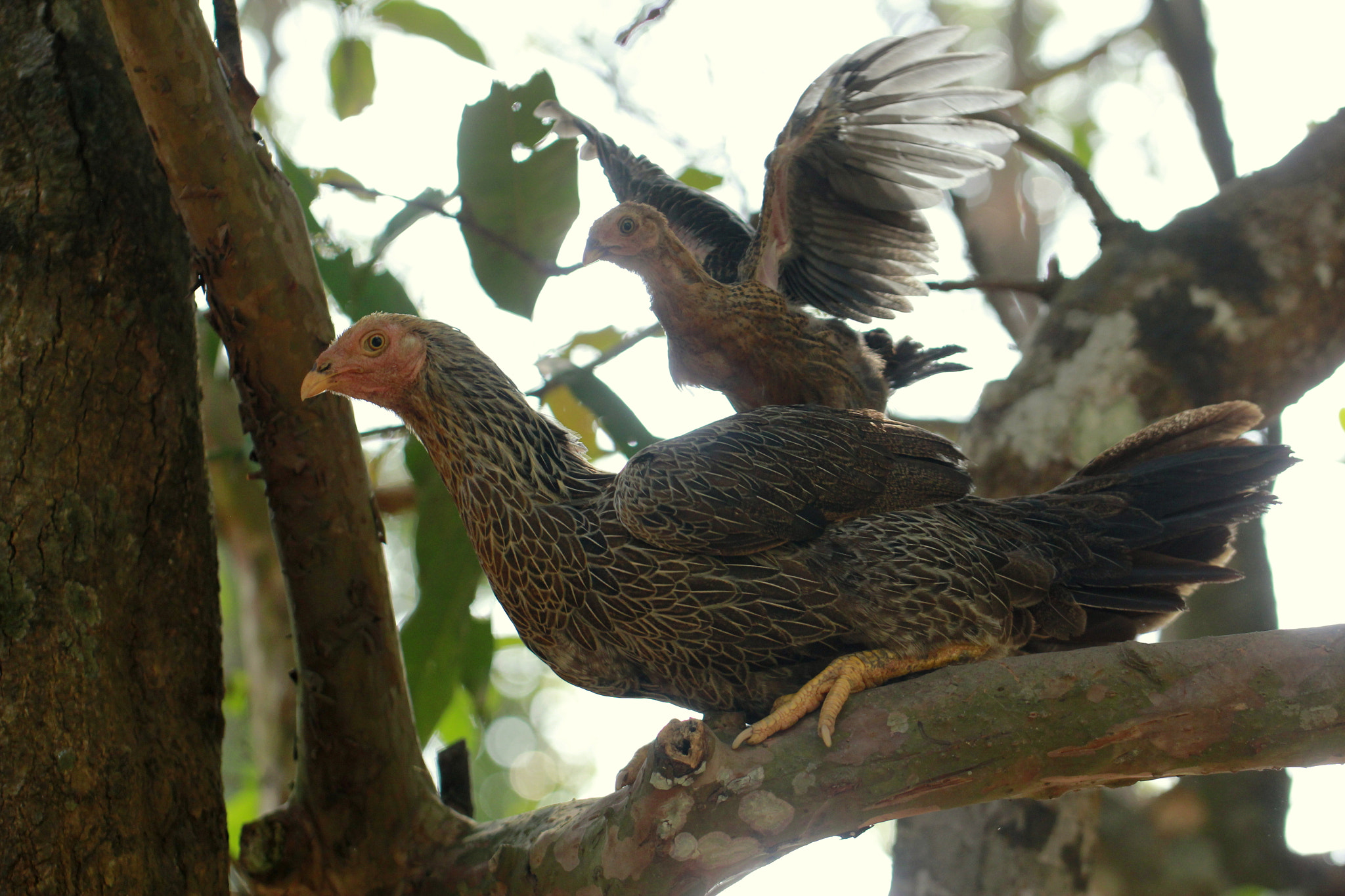 Canon EF 100mm F2.8L Macro IS USM sample photo. "riding on mother's back..." photography