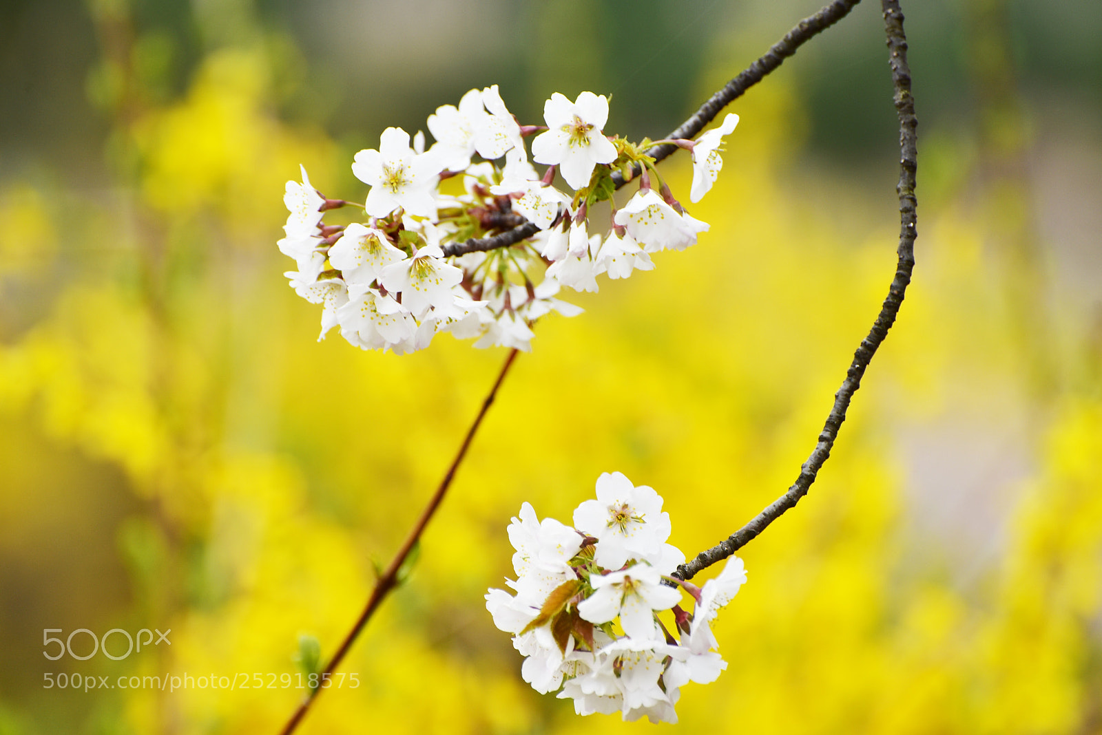 Nikon D810 sample photo. Untitled photography