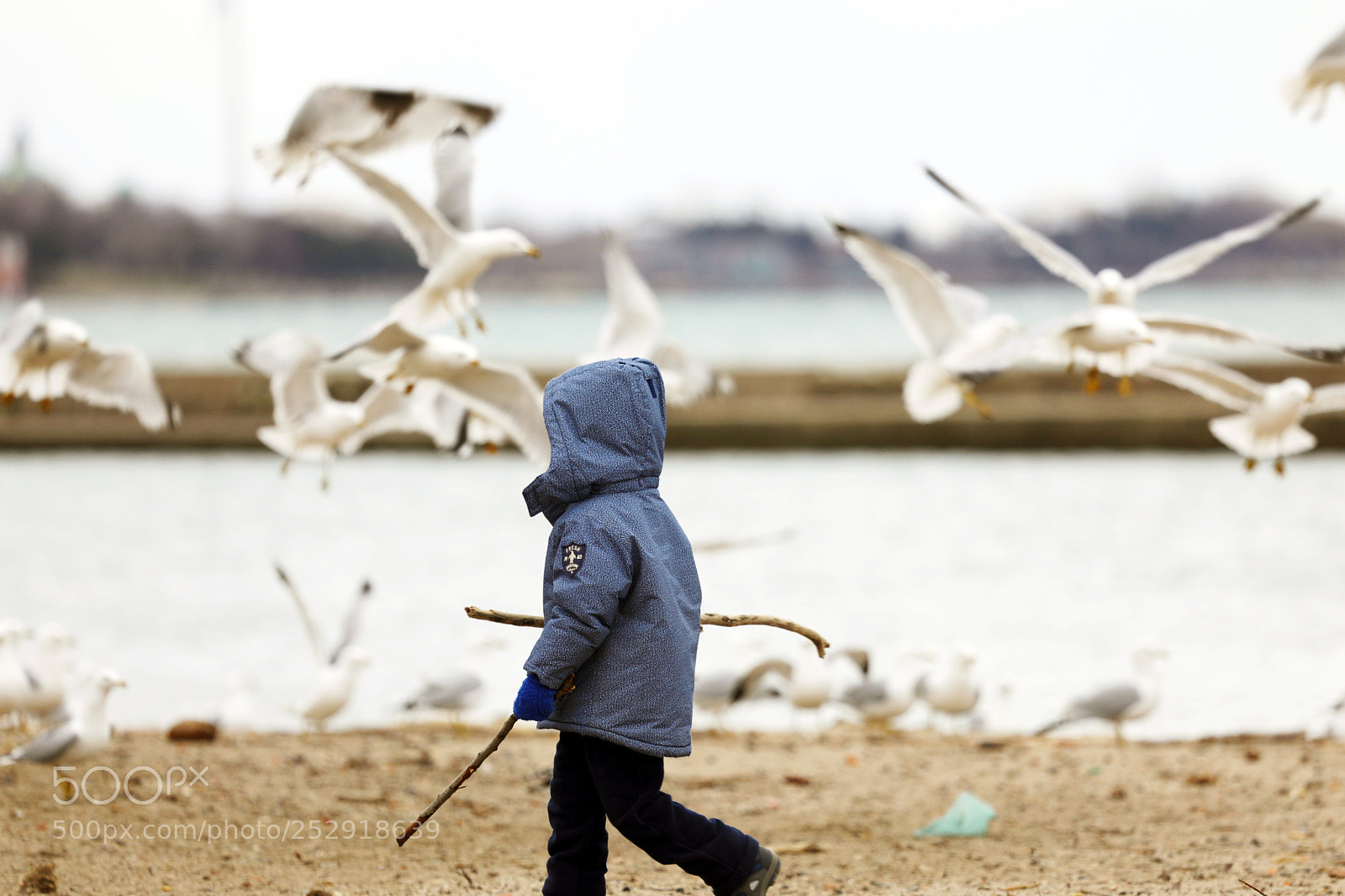 Canon EOS 5D Mark IV sample photo. Chasing seagulls on the photography