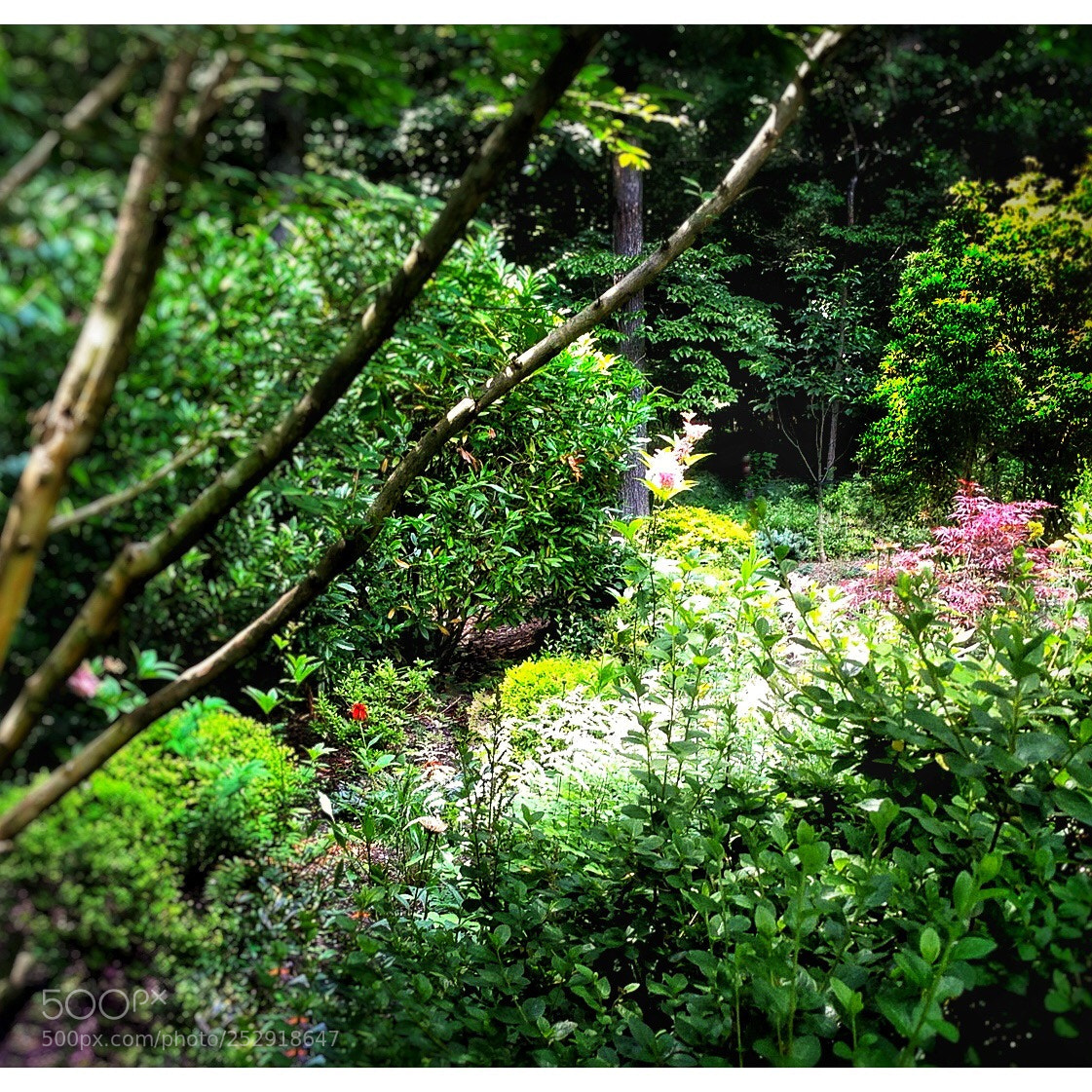 Apple iPhone 5 sample photo. A small vignette photography