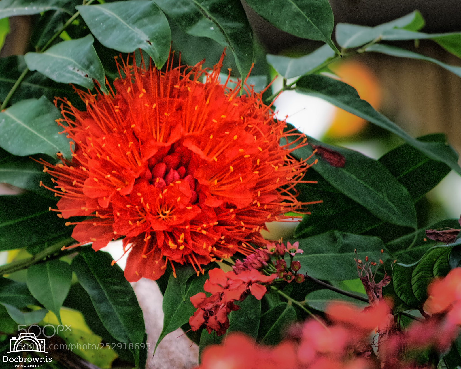 Nikon D5300 sample photo. Botanic 2 photography