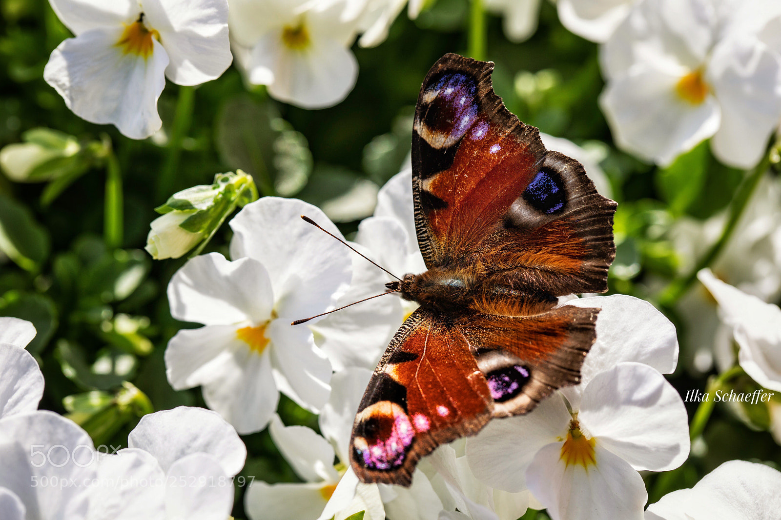 Canon EOS 5D Mark IV sample photo. Tagpfauenauge  photography