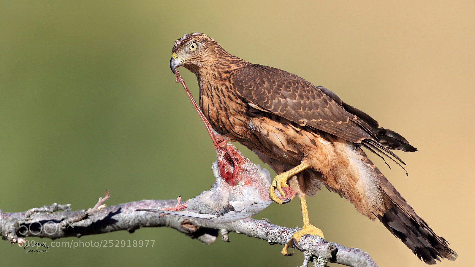 Canon EOS 7D Mark II sample photo. Northern goshawk photography