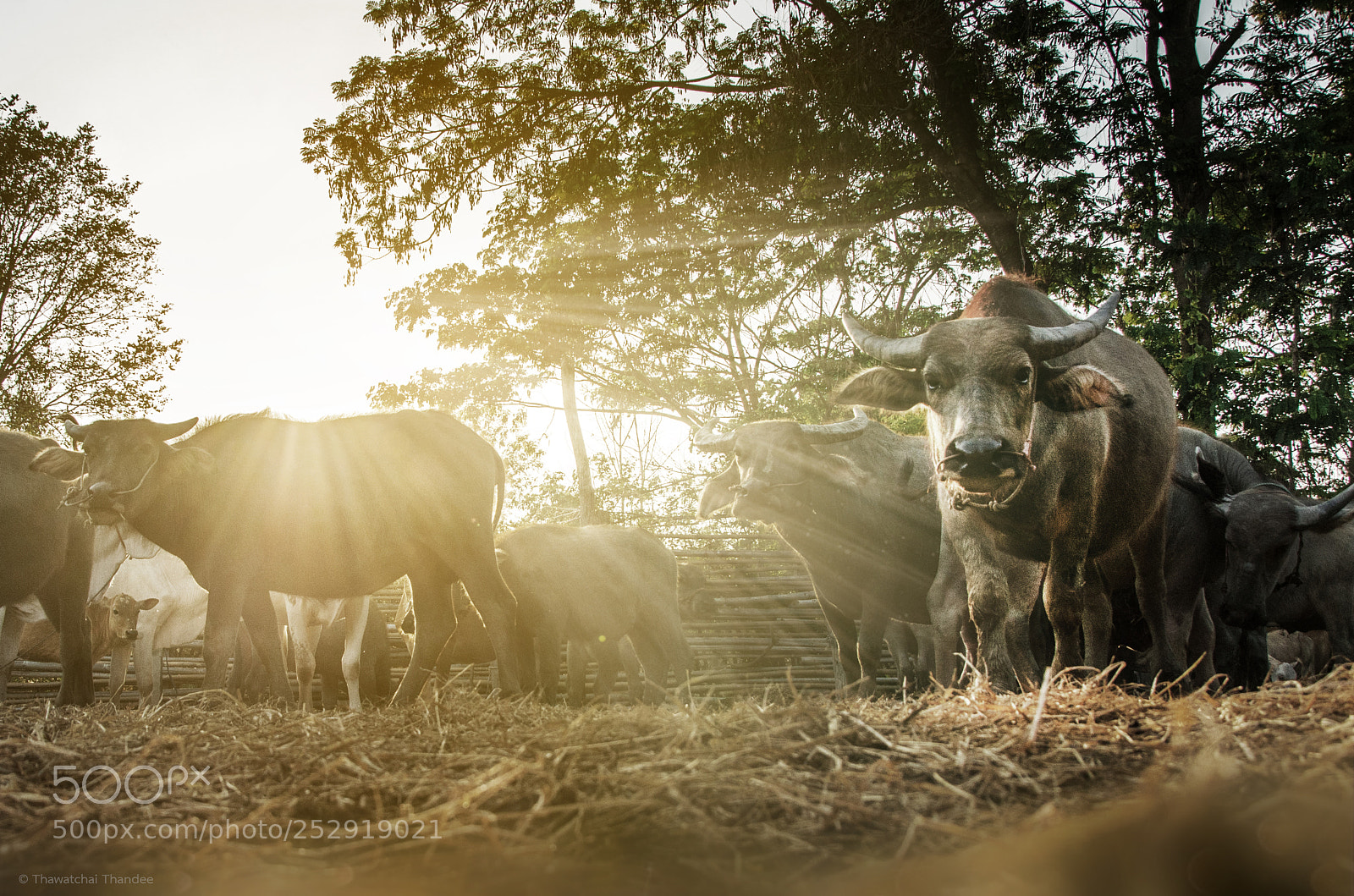 Nikon D7000 sample photo. Iam buffalo. photography