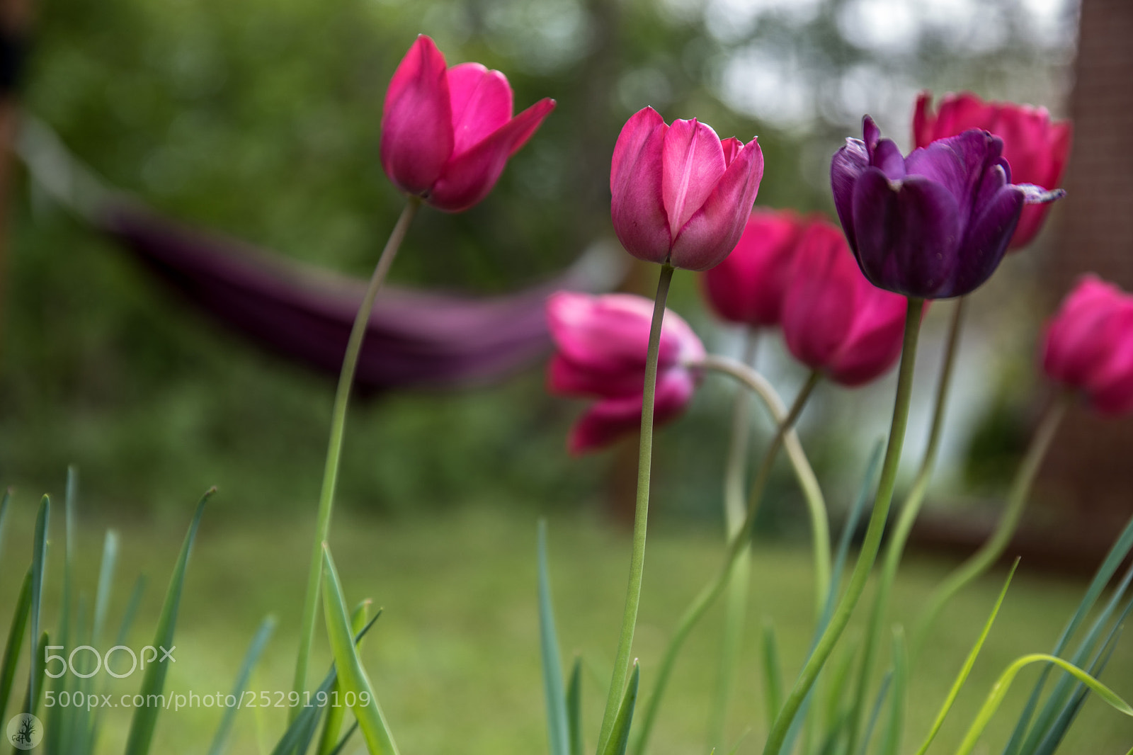 Samsung NX1 sample photo. Tulip (tulipa × gesneriana l.) photography