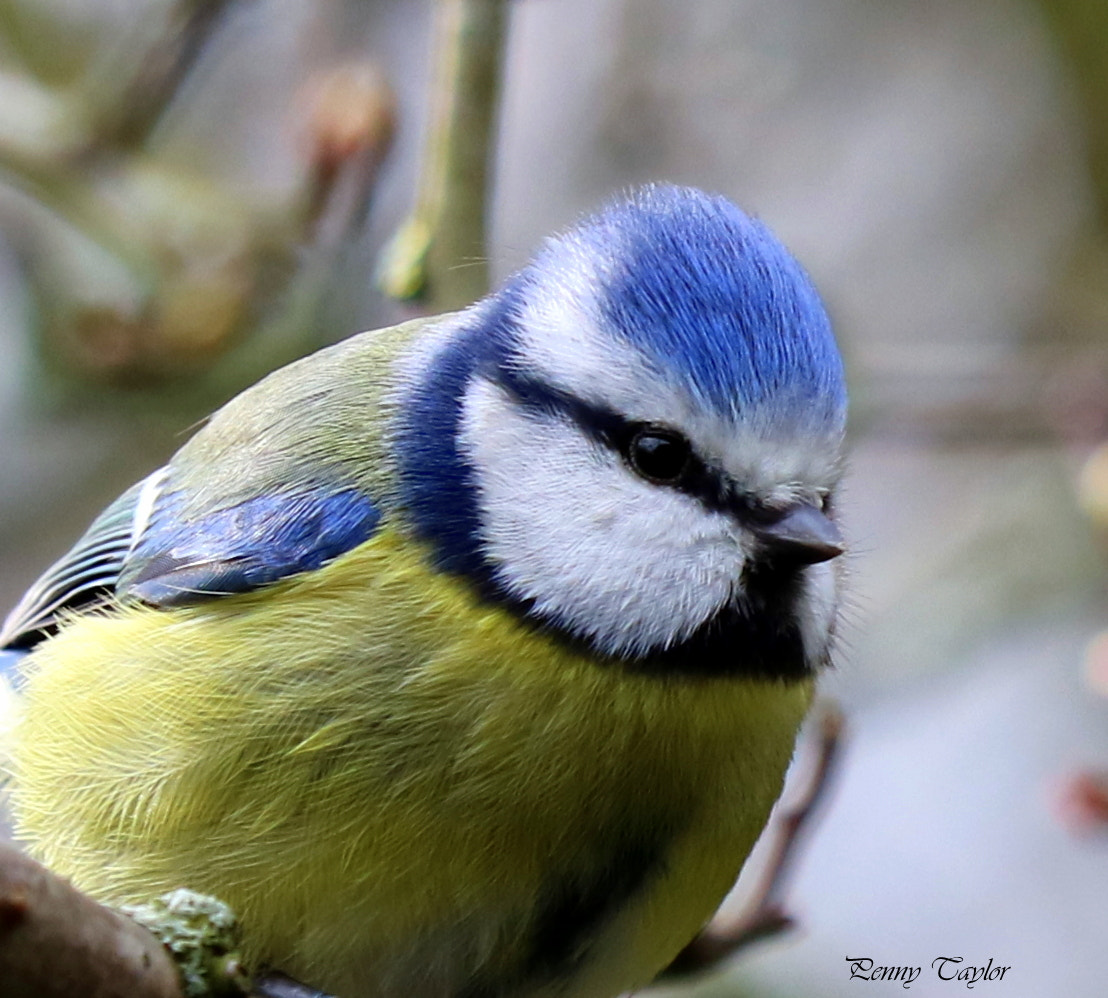 Canon EF 70-300 F4-5.6 IS II USM sample photo. Bluetit photography