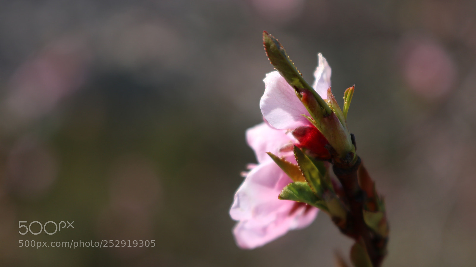 Canon EOS 750D (EOS Rebel T6i / EOS Kiss X8i) sample photo. Cherry blossom photography