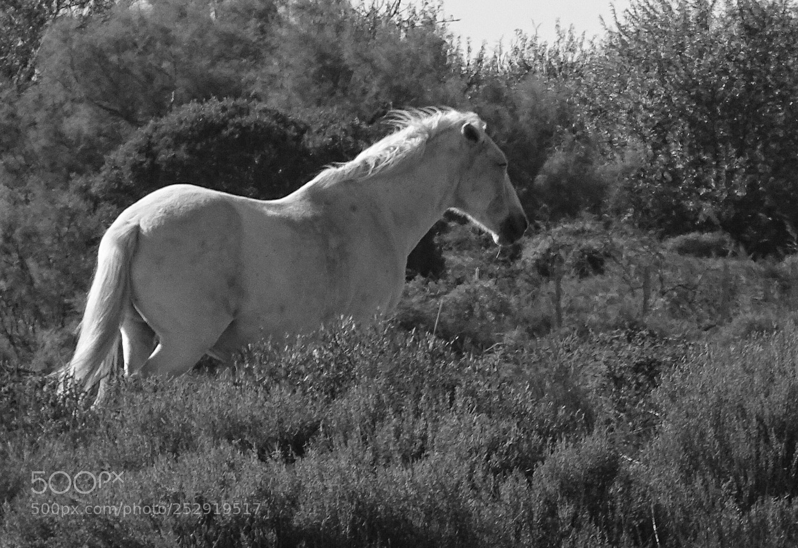 Sony Cyber-shot DSC-HX400V sample photo. Cheval camarguais photography