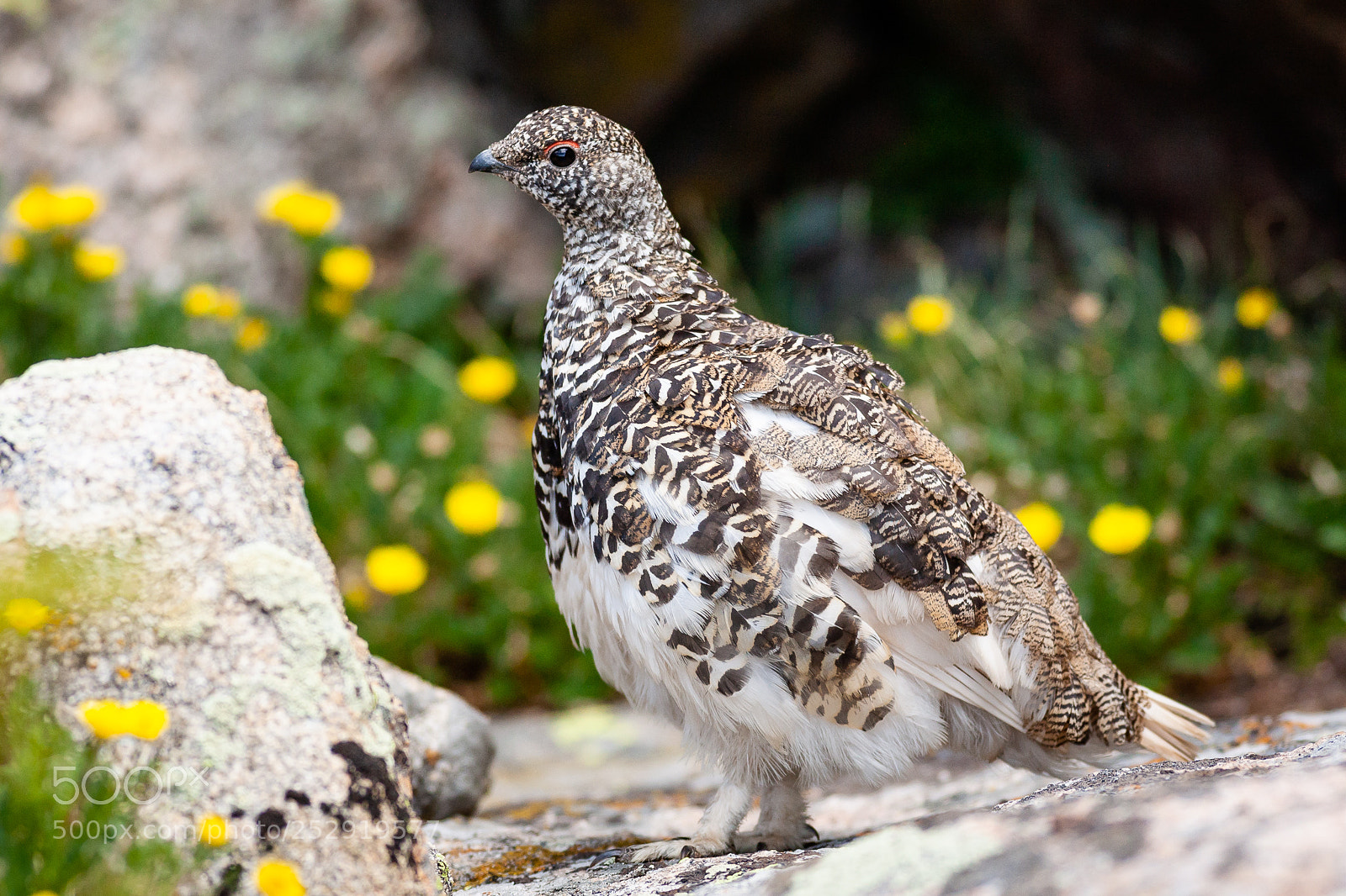Canon EOS 5D sample photo. Ptarmigan, male photography