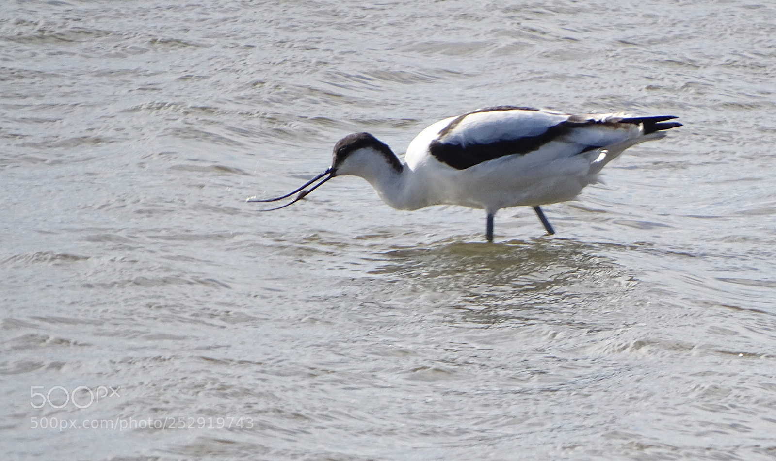 Sony Cyber-shot DSC-HX400V sample photo. Avocette photography