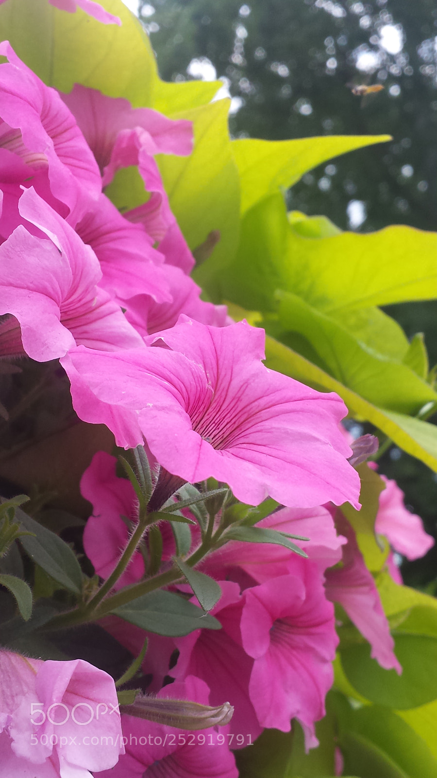 Samsung Galaxy S4 sample photo. 20170709_124235.jpg photography