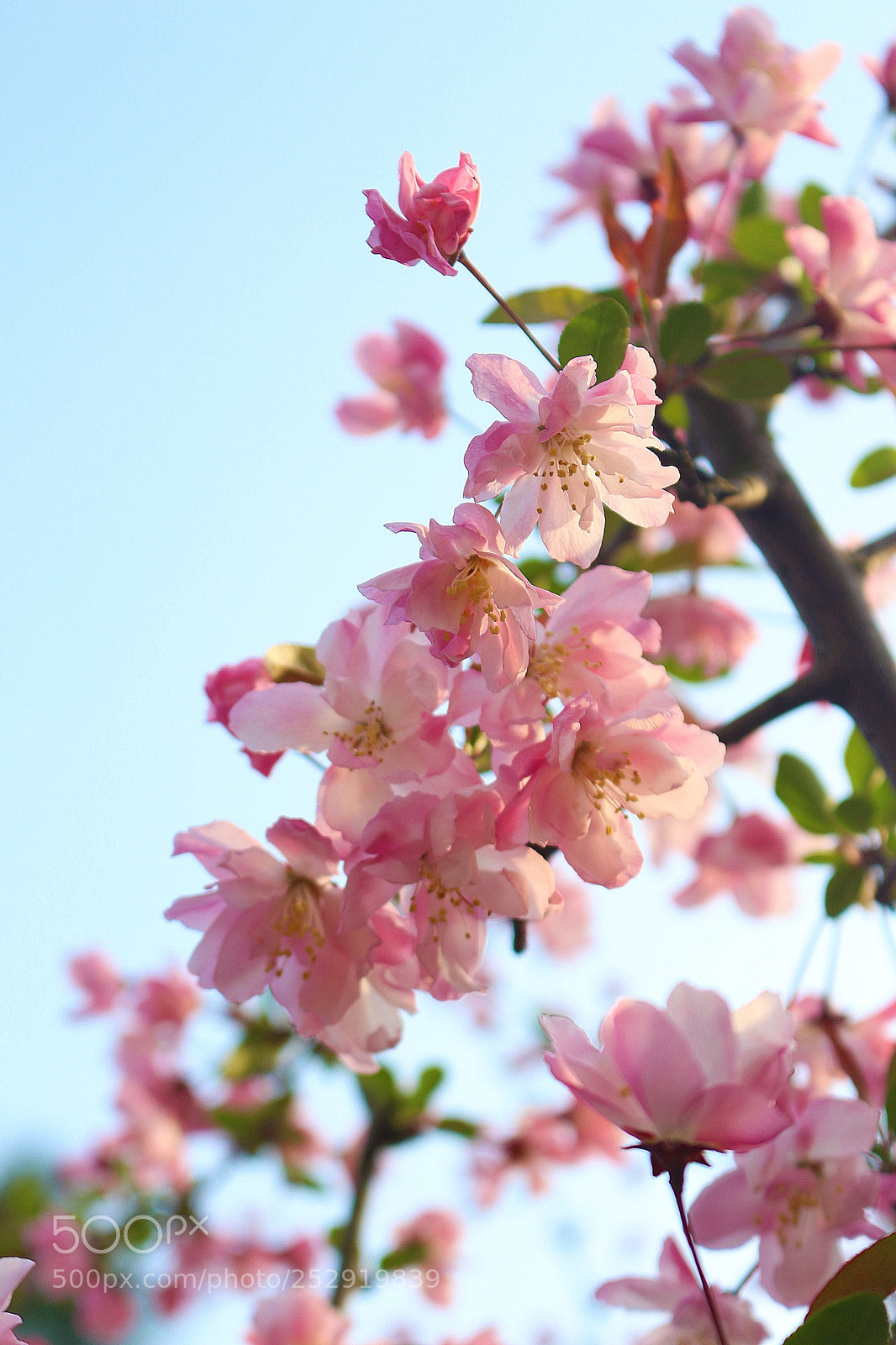 Canon EOS 700D (EOS Rebel T5i / EOS Kiss X7i) sample photo. 花 photography