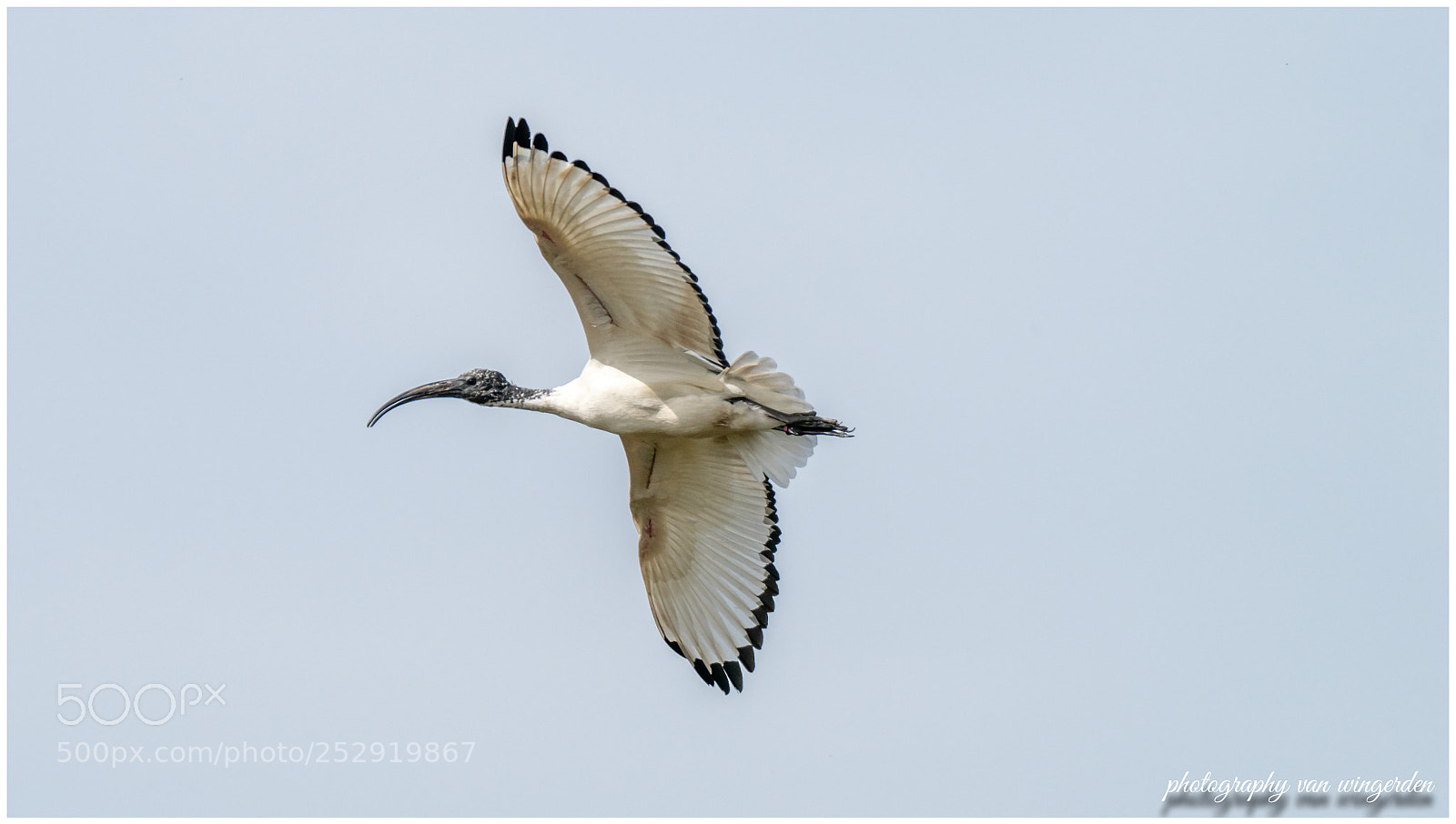 Olympus OM-D E-M1 Mark II sample photo. Heilige ibis in belguim photography