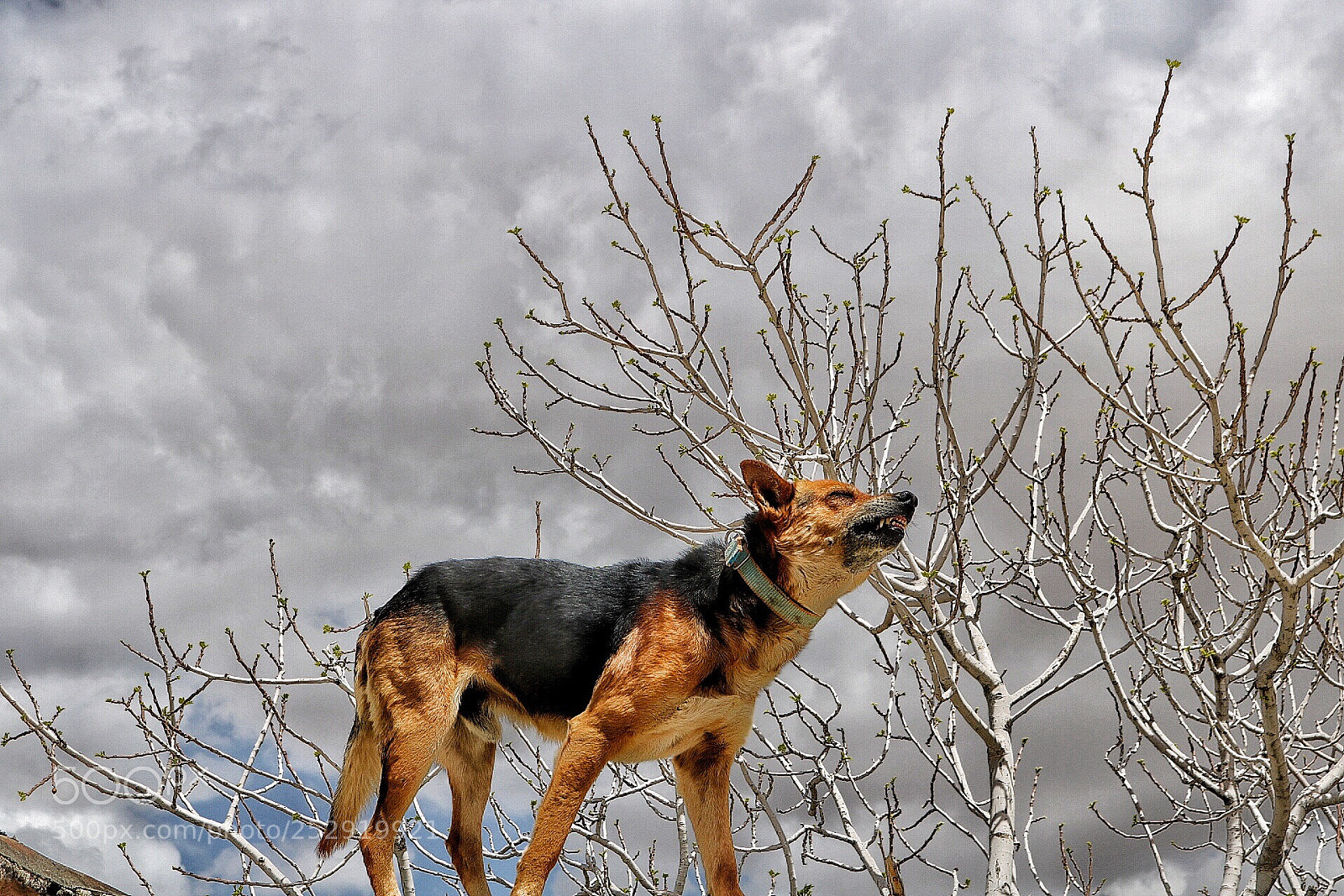 Canon EOS 750D (EOS Rebel T6i / EOS Kiss X8i) sample photo. Dog photography