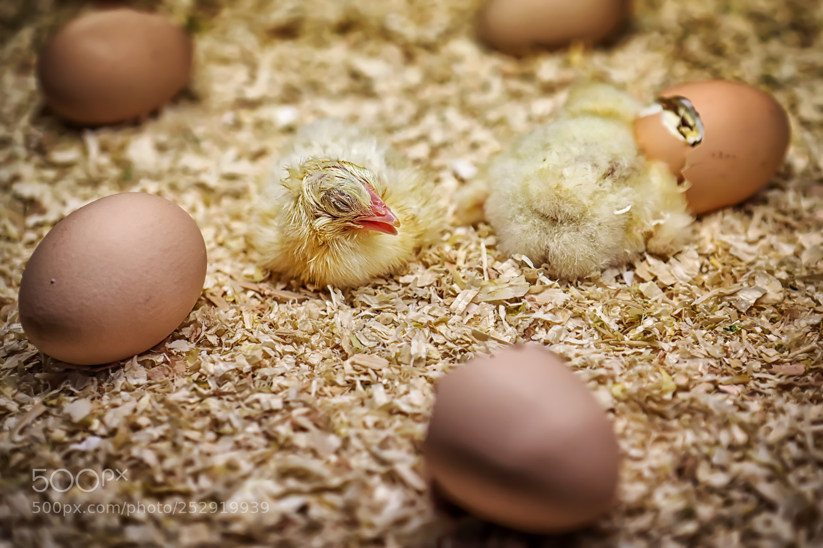 Canon EOS 5D Mark IV sample photo. Just hatched... photography