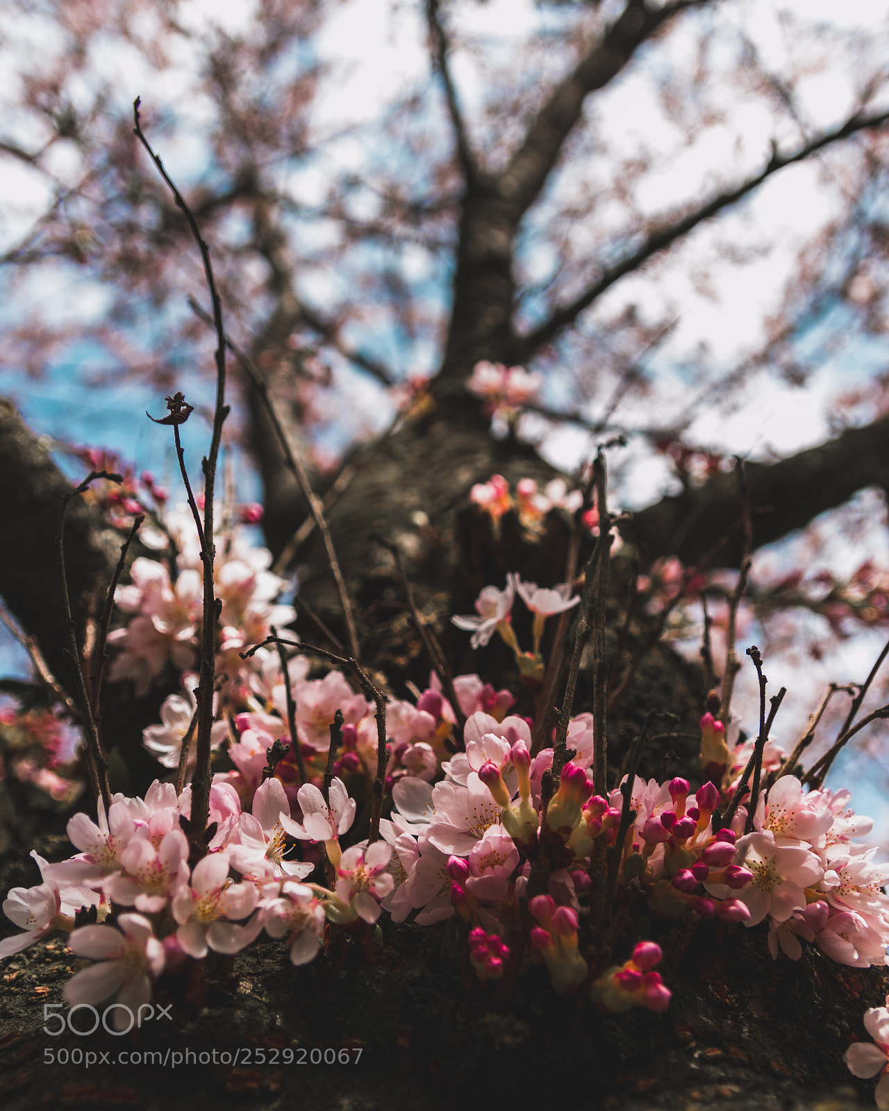 Canon EOS 80D sample photo. Cherry blossom festival photography