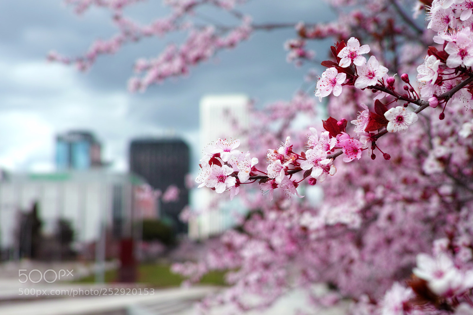 Sigma DP2 Merrill sample photo. In the spring photography