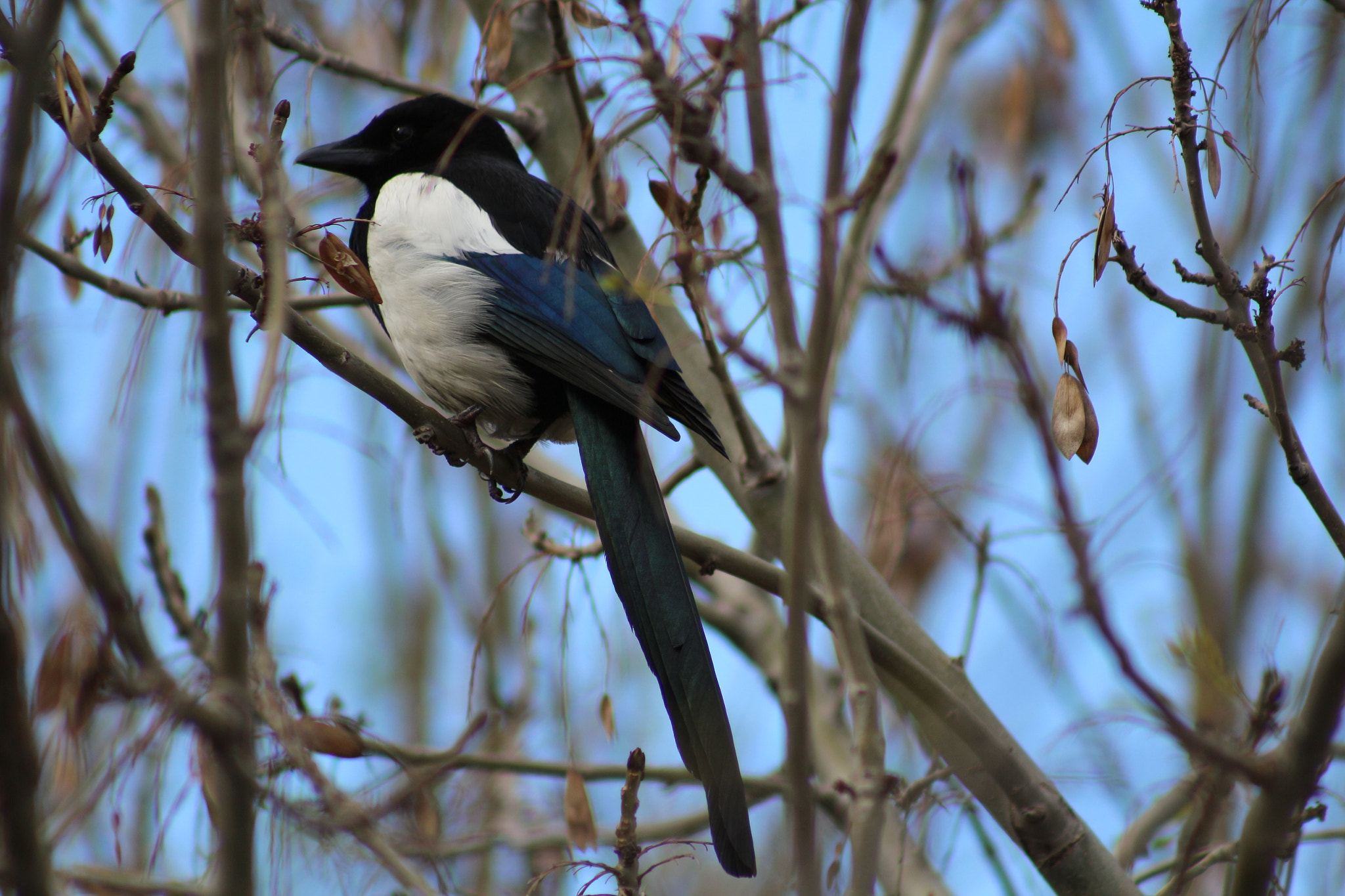 Canon EF 75-300mm f/4-5.6 sample photo
