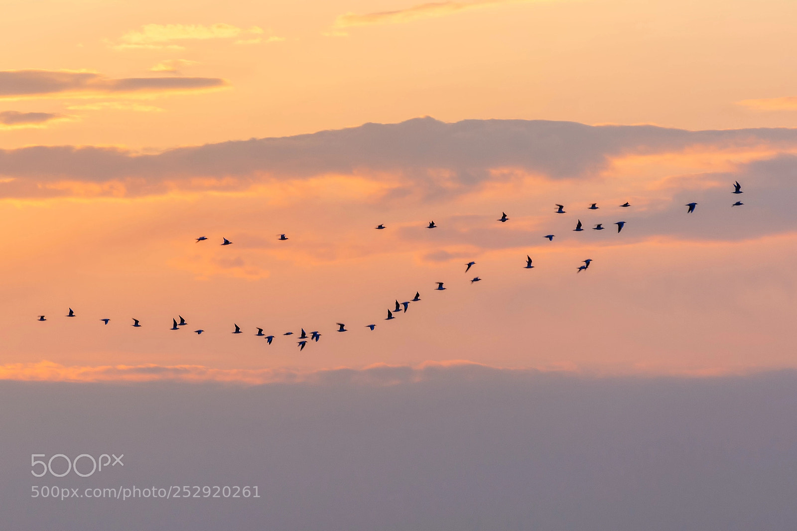 Nikon D5200 sample photo. Birds photography